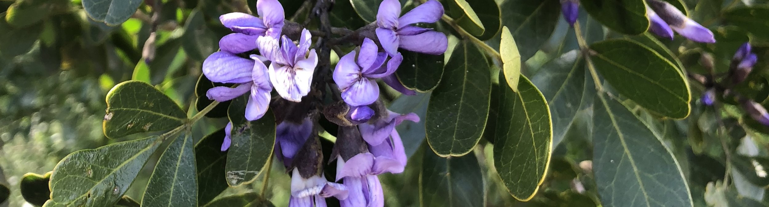 Mountain laurels in spring