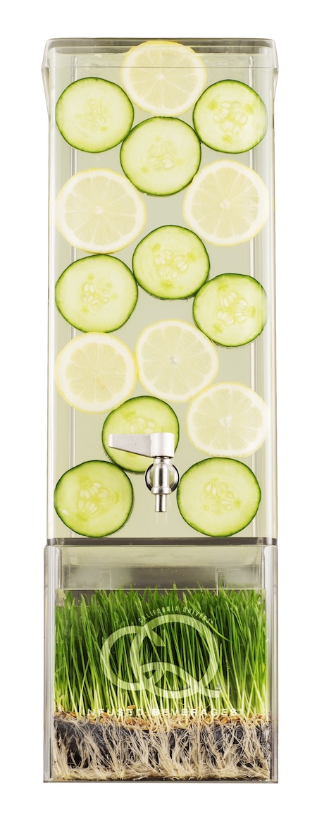 CQ Lemon Cucumber Infuses Water