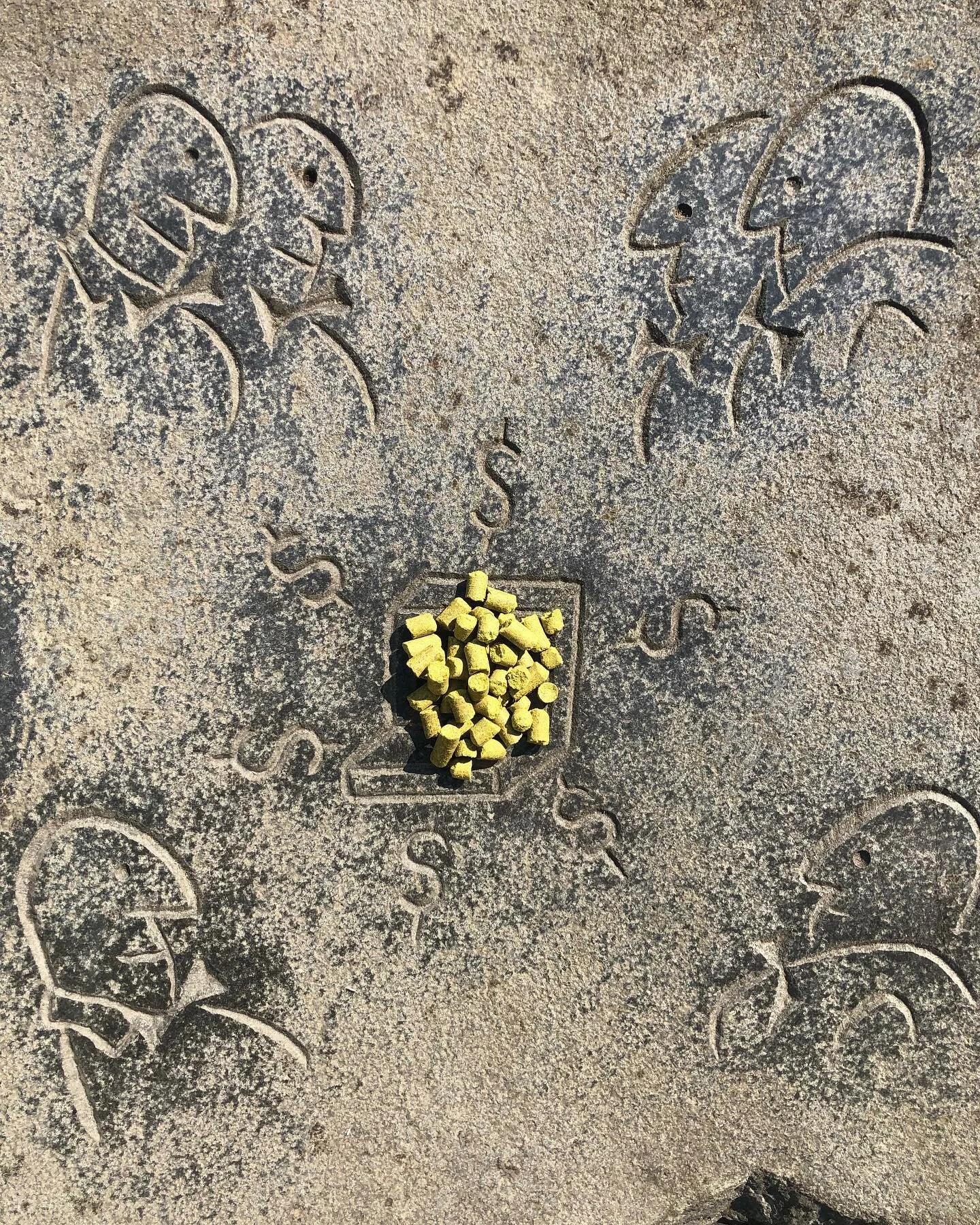 Mmm&hellip;look at these pelletized hops from Tettnang in Germany. We just tapped a fresh batch of our Mexican Lager which is single-hopped with these beauties. This weekend might be a good time to wash the chlorophyll out of your mouth from all them