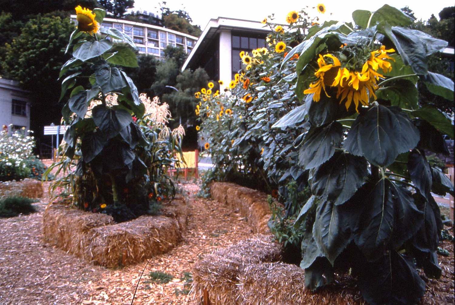 sunflowers.jpg