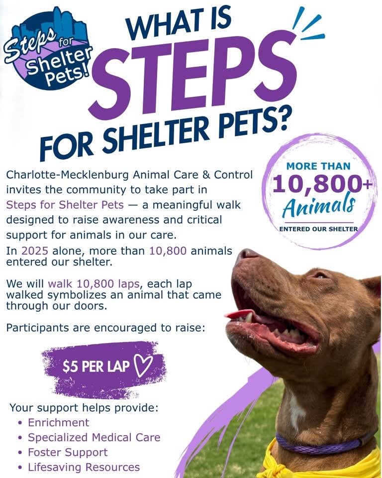 Steps For Shelter Pets