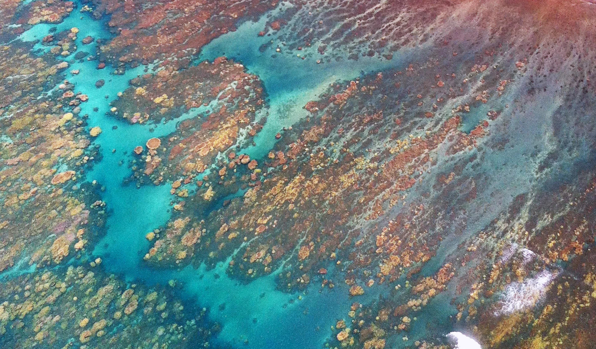 reef.jpg