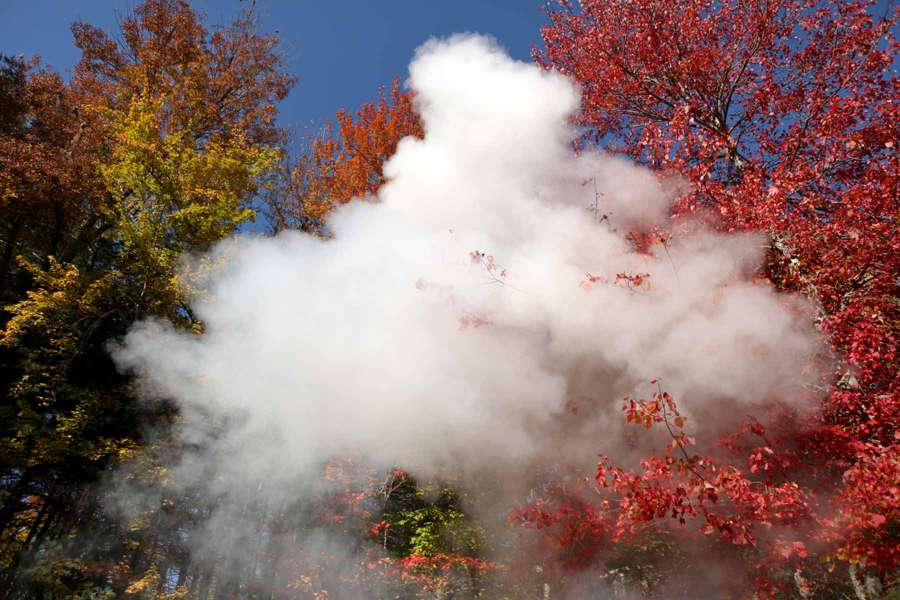 smoke-in-the-trees.10.17.09.jpg