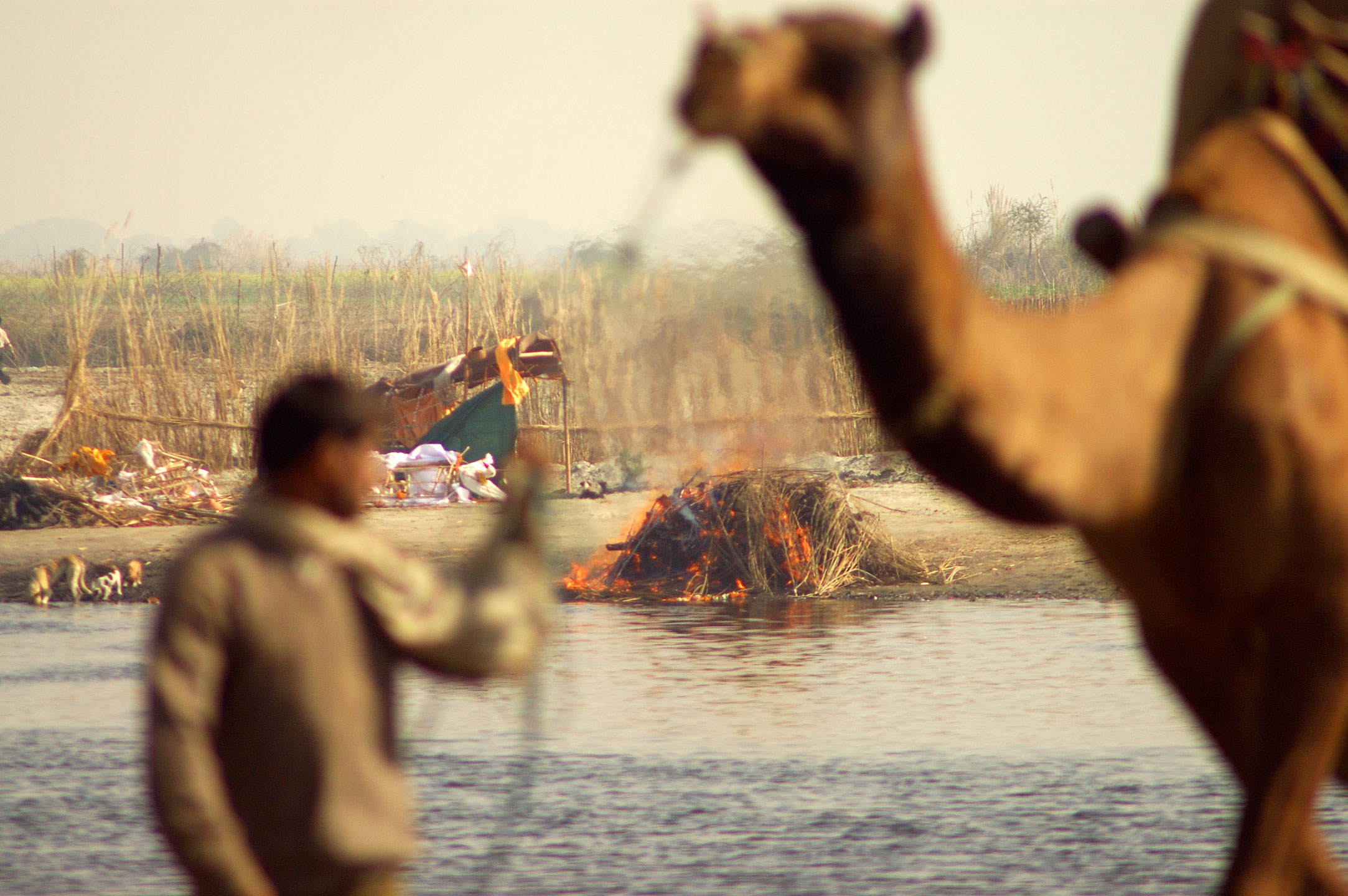 camel-with-funeral-pyre.web.jpg