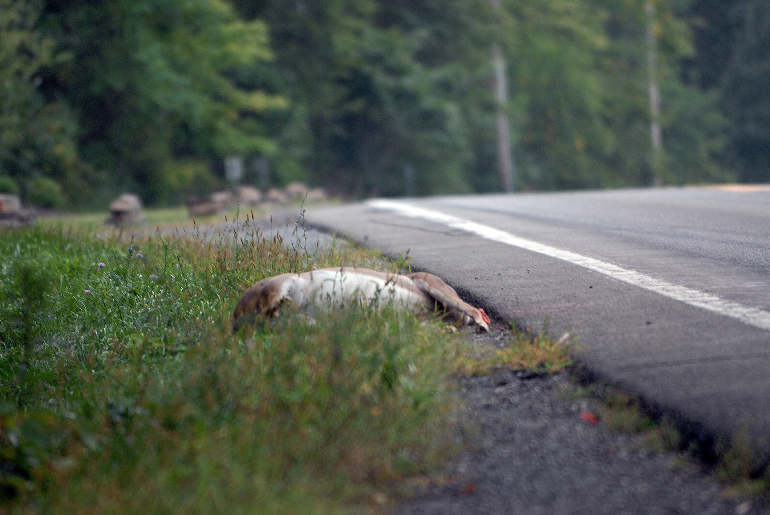 deer.web.jpg