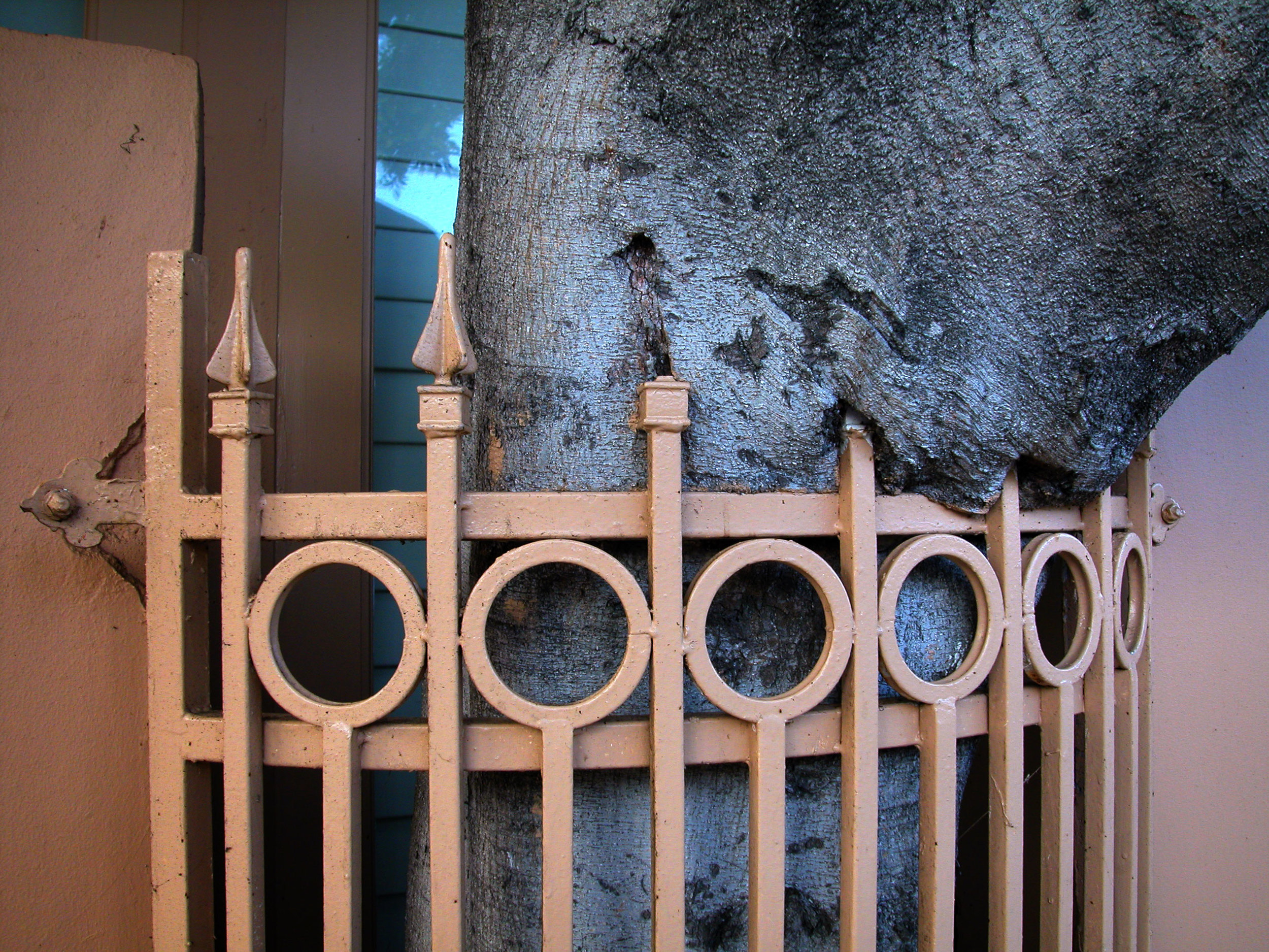adj.-fencetree.DSCN0833.web.jpg