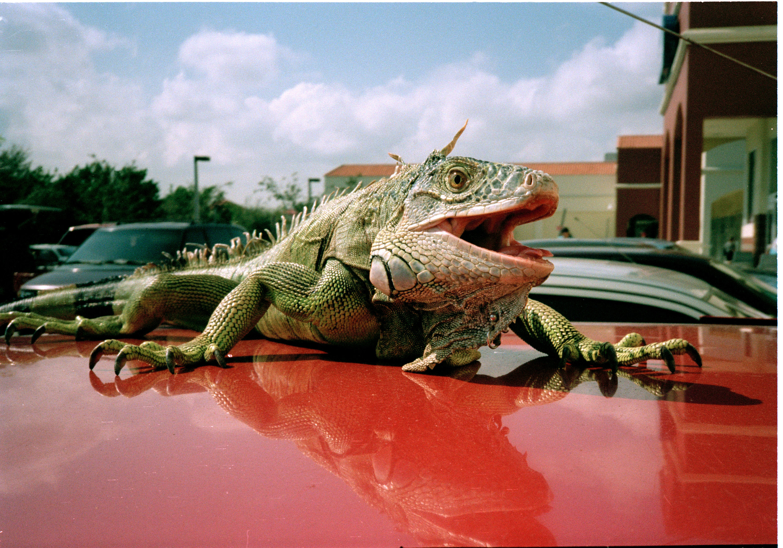Miami.-.9-.iguana.tight.web.jpg