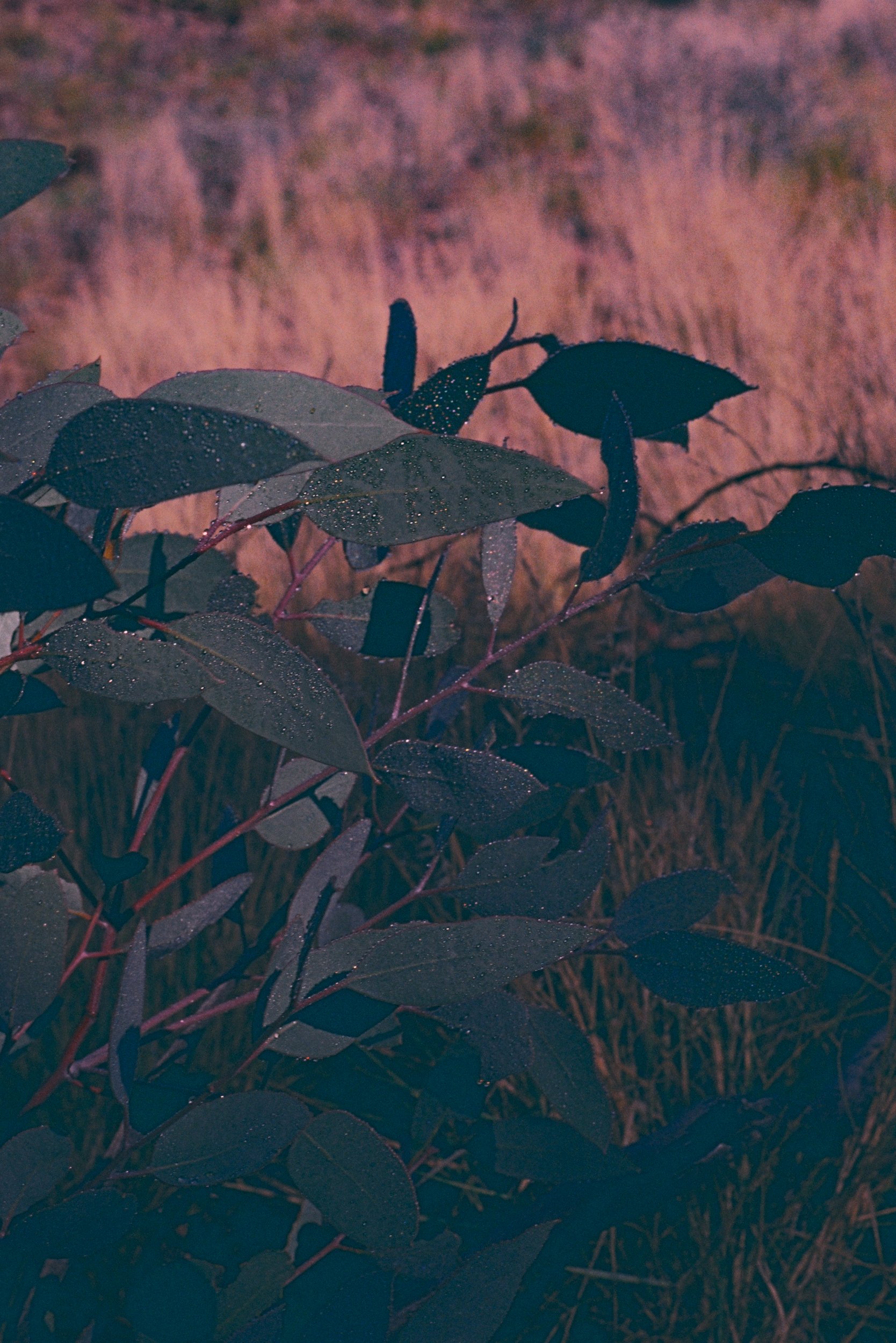Morning Dew, Larapinta Trail 2022