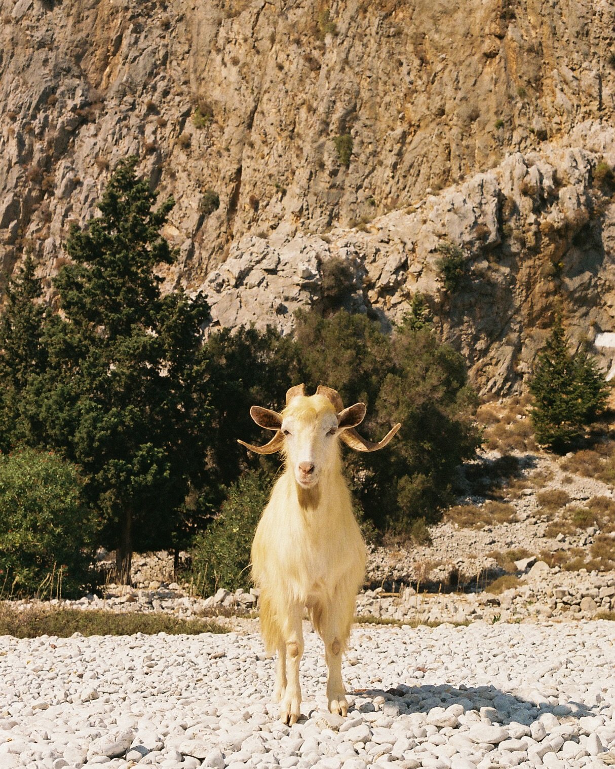 Animal encounters #35mm