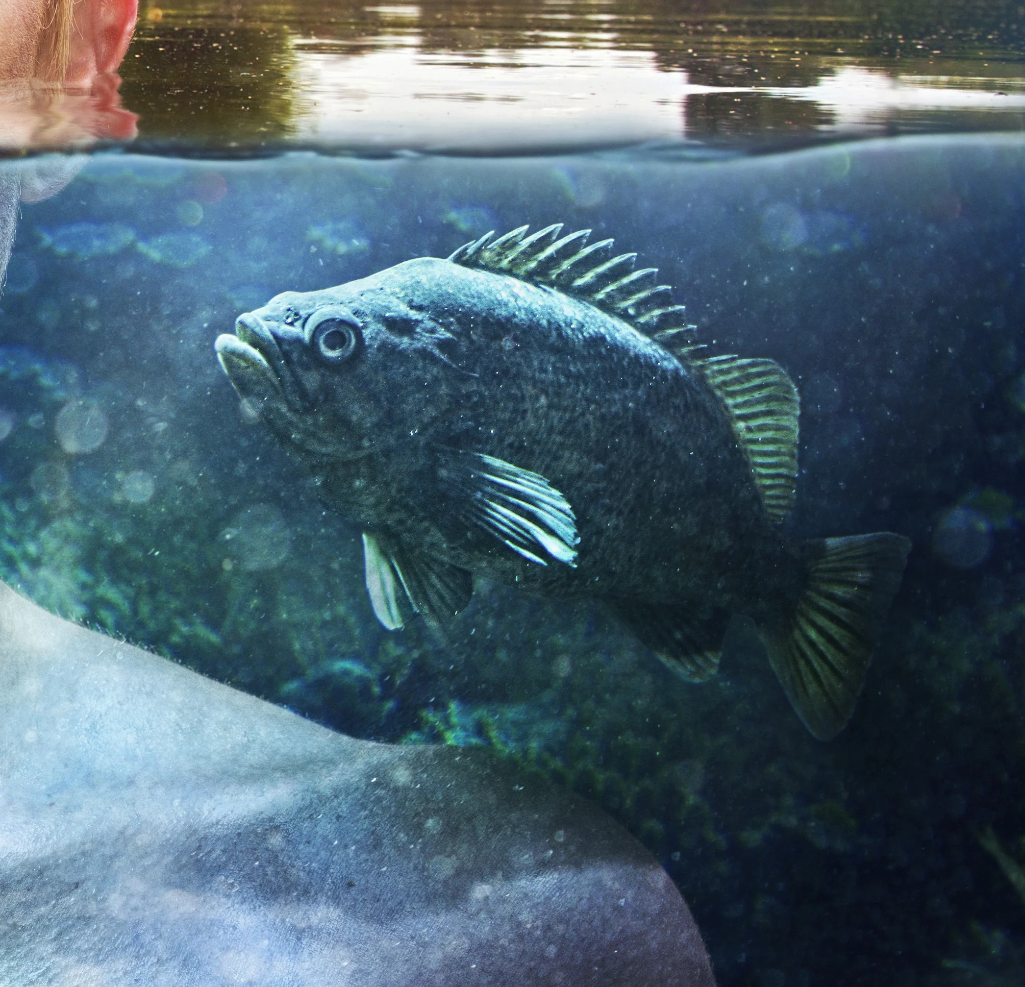FISH.jpg