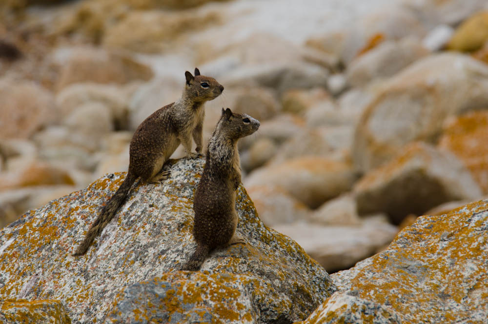 A couple of ground squirrels at Bird Rock, Monterey, CA, USA