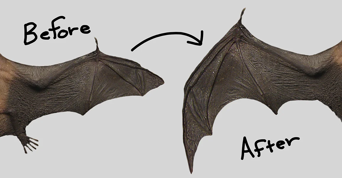wingsBA.jpg