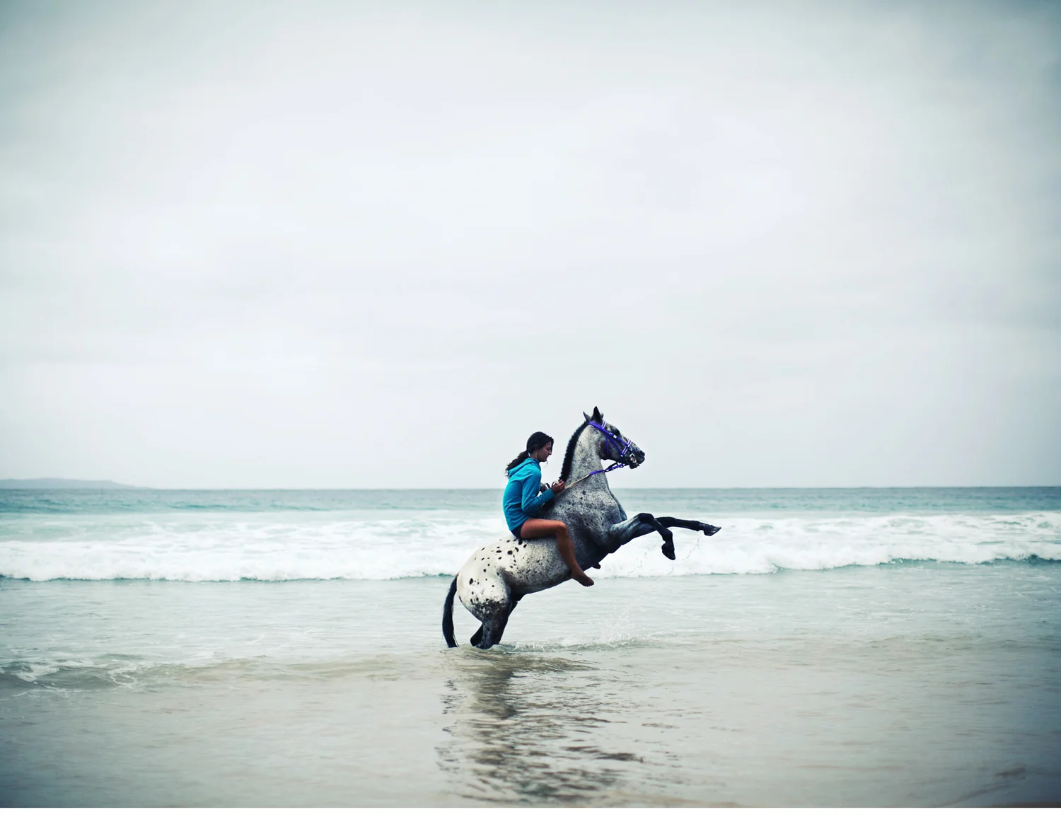 Sheridan.Nilsson.Horse.Portrait.02.jpg