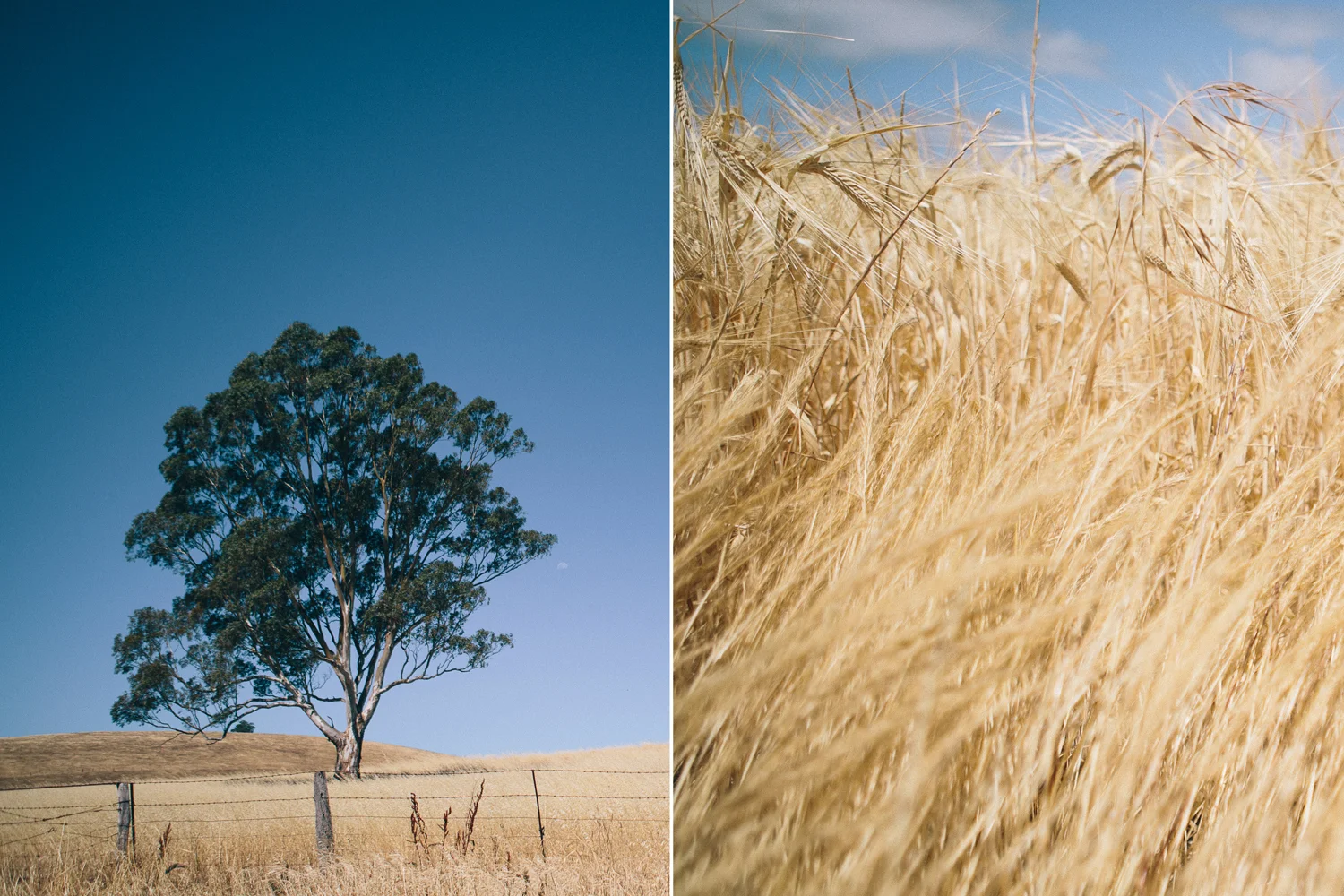 adelaide.hills.vineyard.wedding.south.australia.barossa.valley094.jpeg