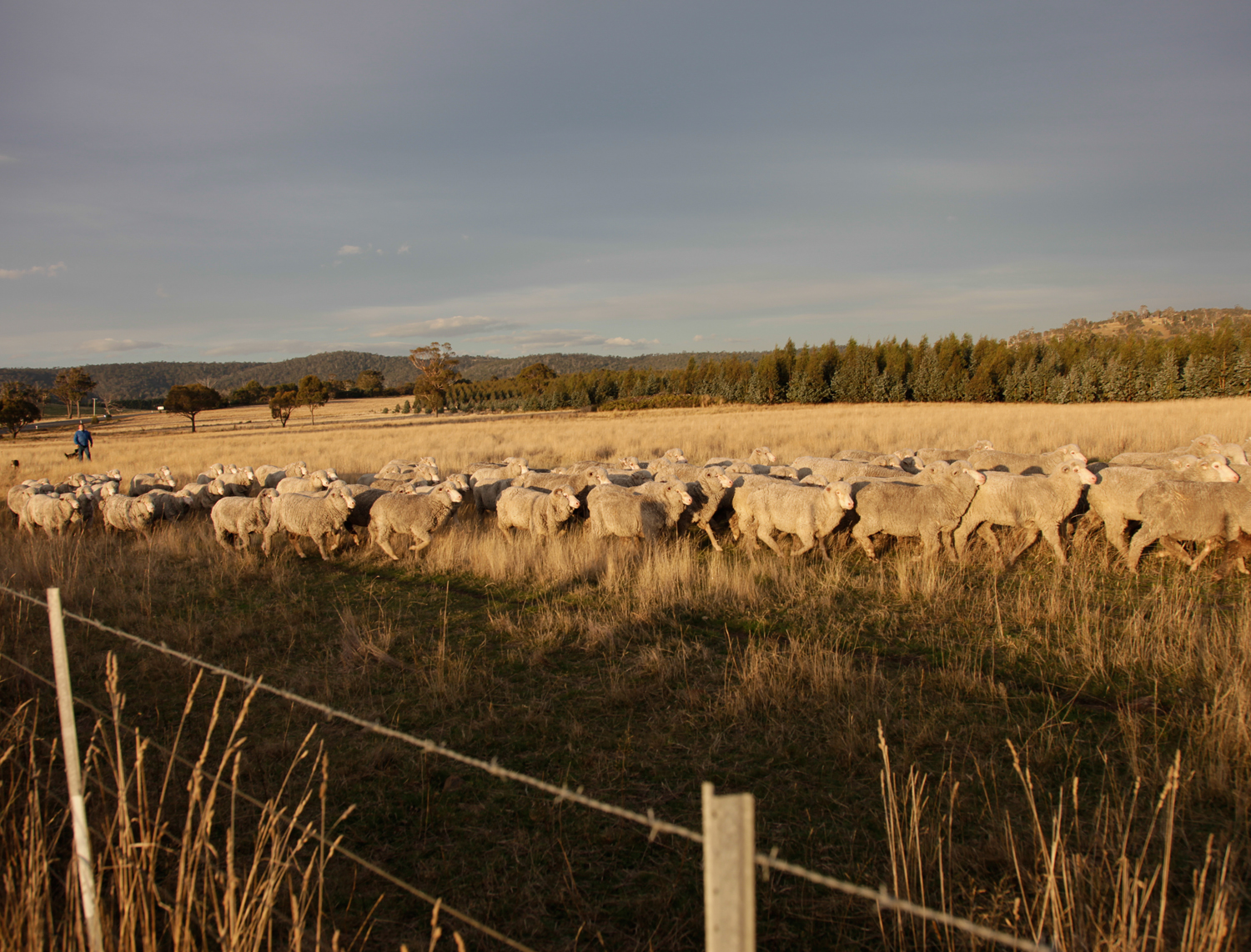 Tasmania.20.jpg