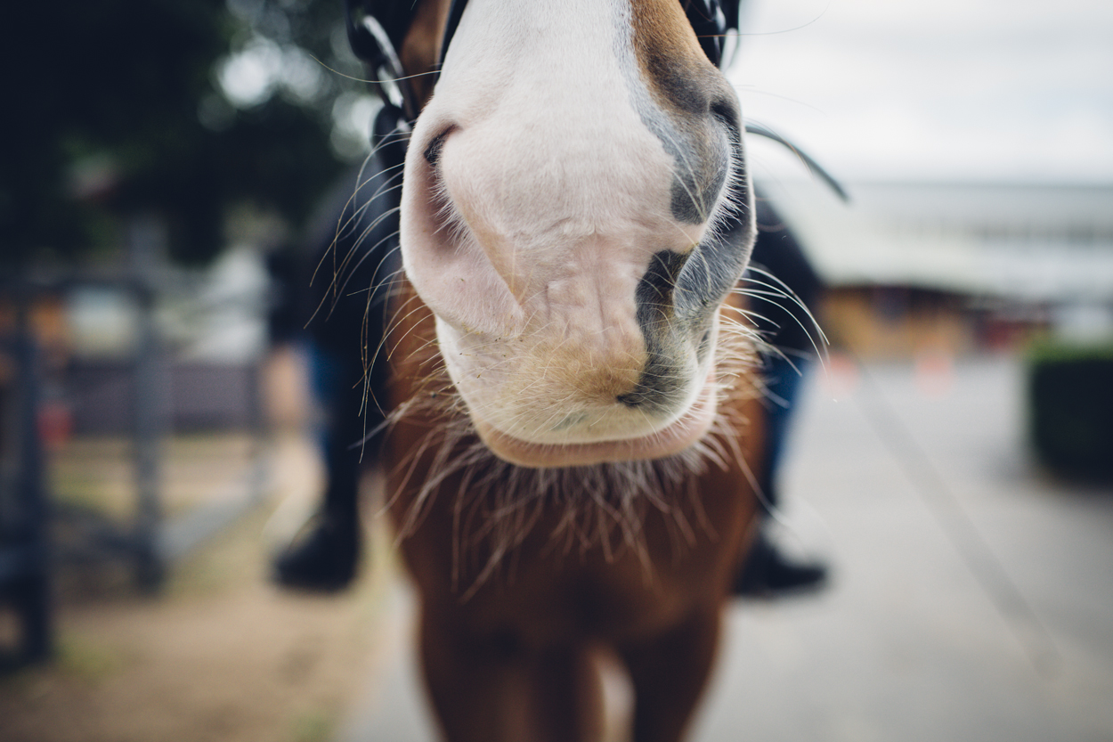 JED_Centennial_Park_Equestrian_Centre.099.jpeg