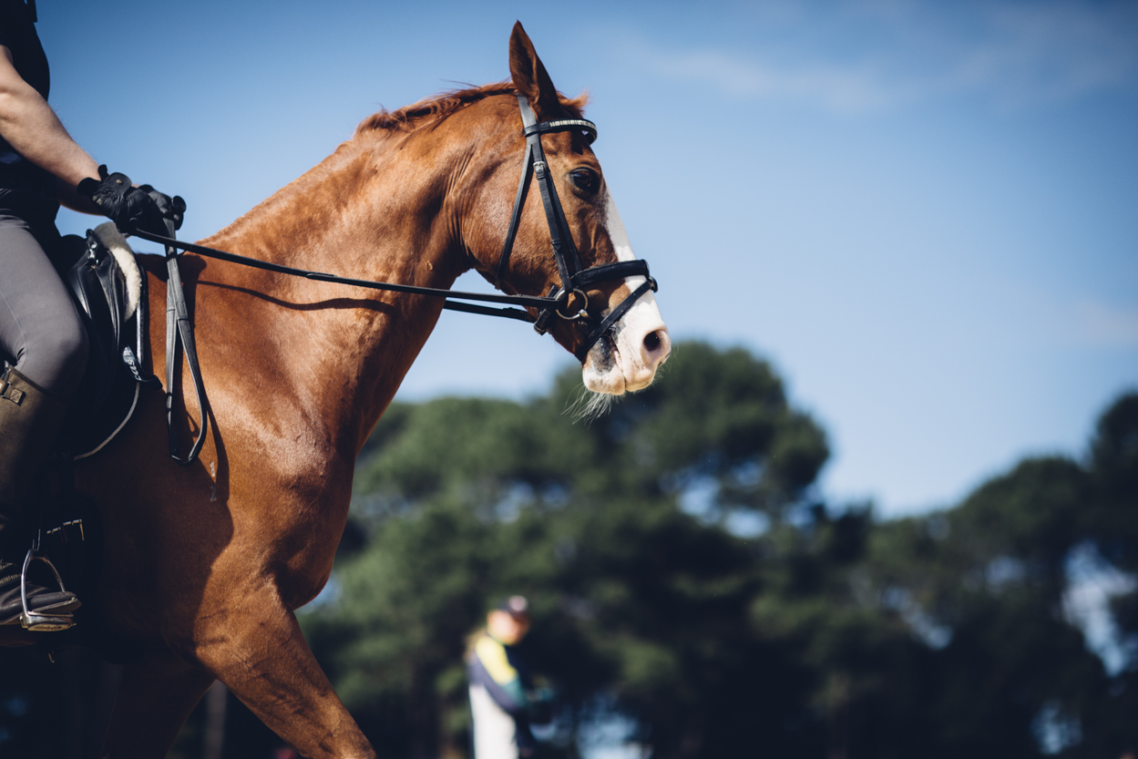JED_Centennial_Park_Equestrian_Centre.030.jpeg