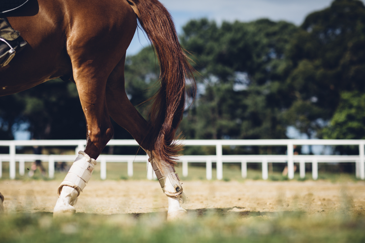 JED_Centennial_Park_Equestrian_Centre.007.jpeg