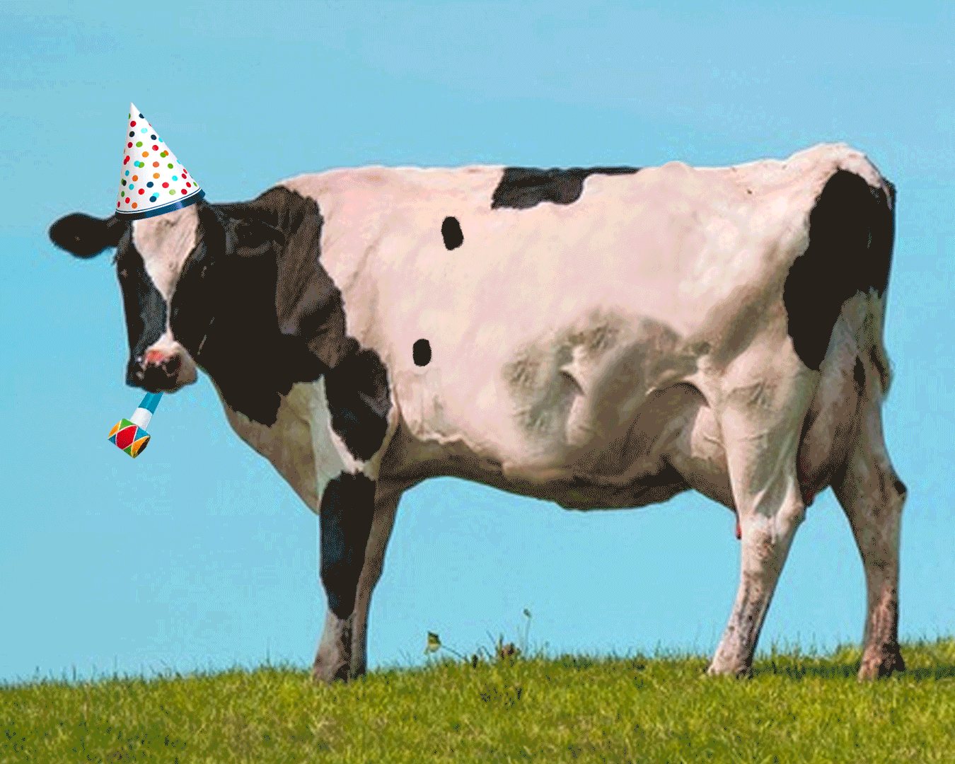 happy-birthday-cow.gif