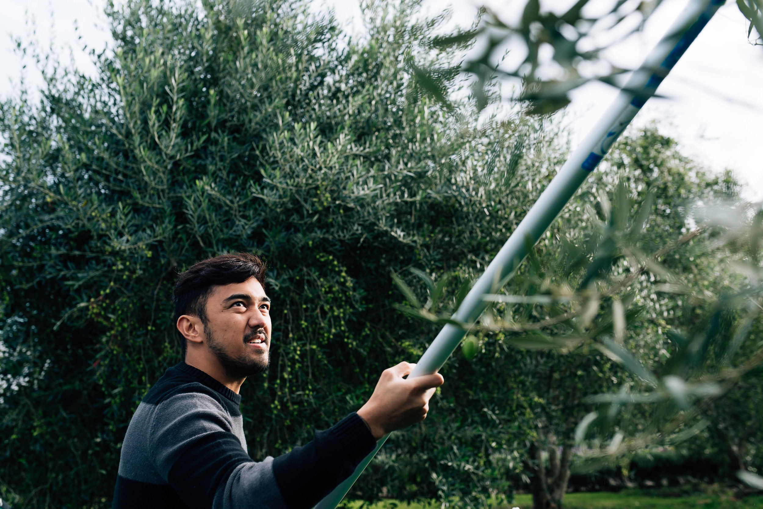 Olive Pick-2.jpg