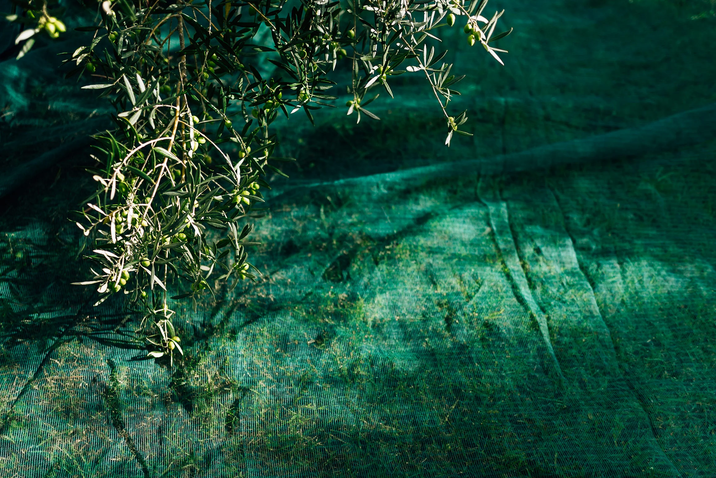 Olive Pick-1.jpg