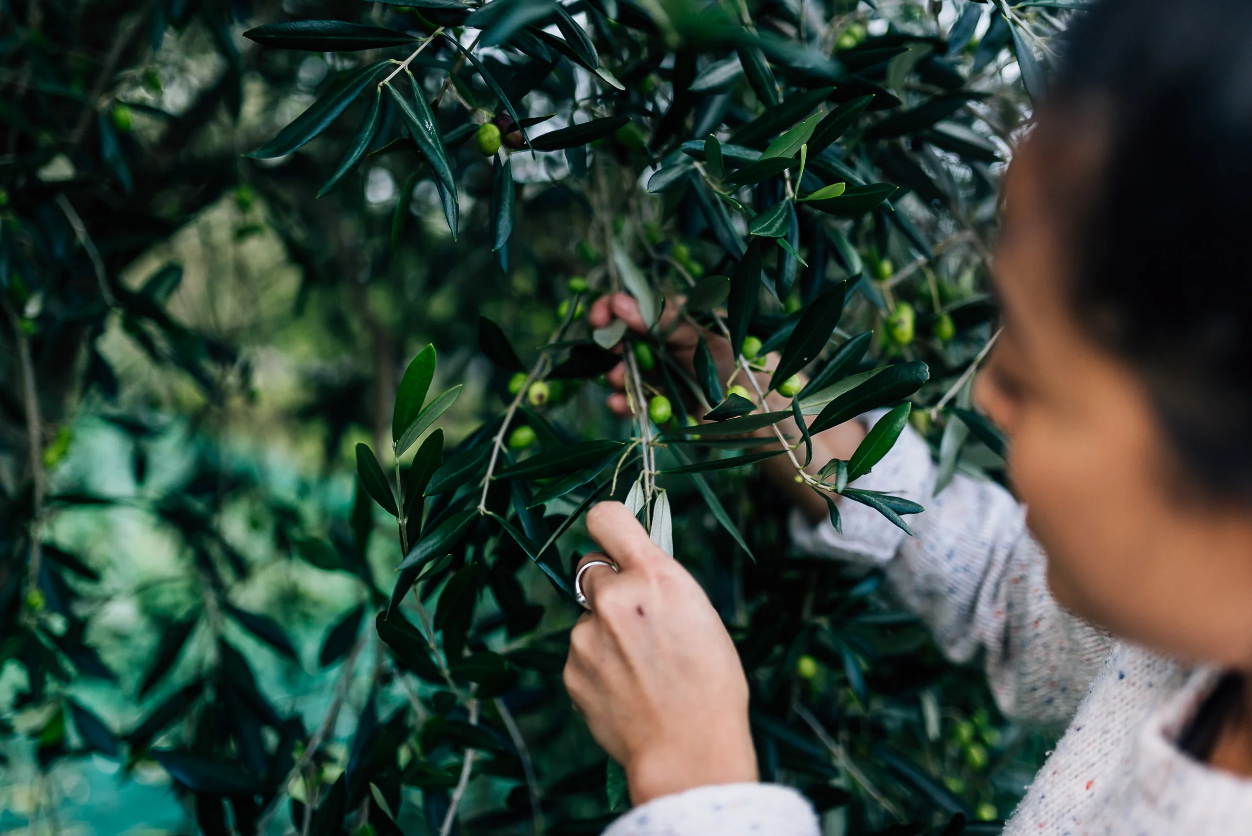 Olive Pick-8.jpg