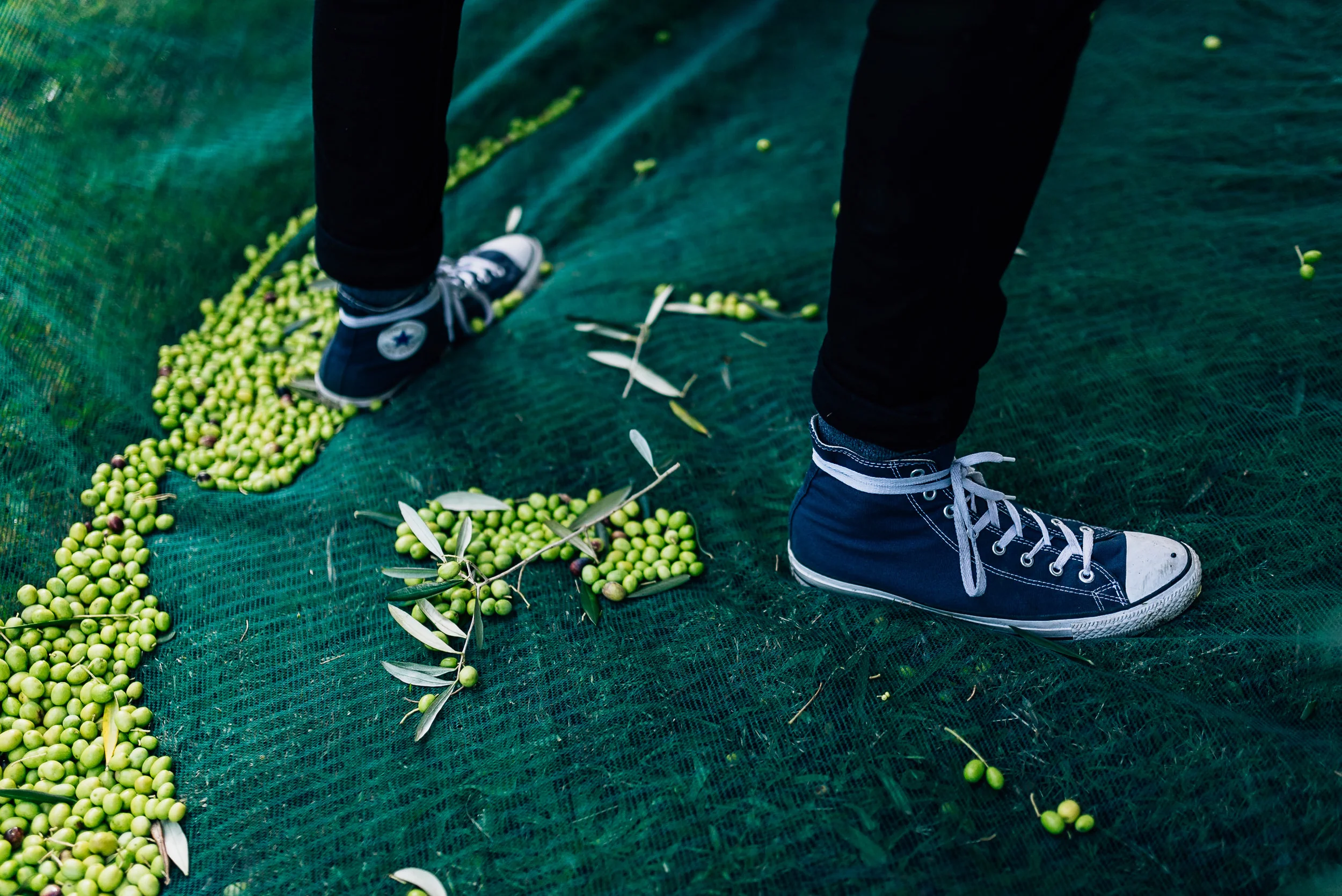 Olive Pick-7.jpg