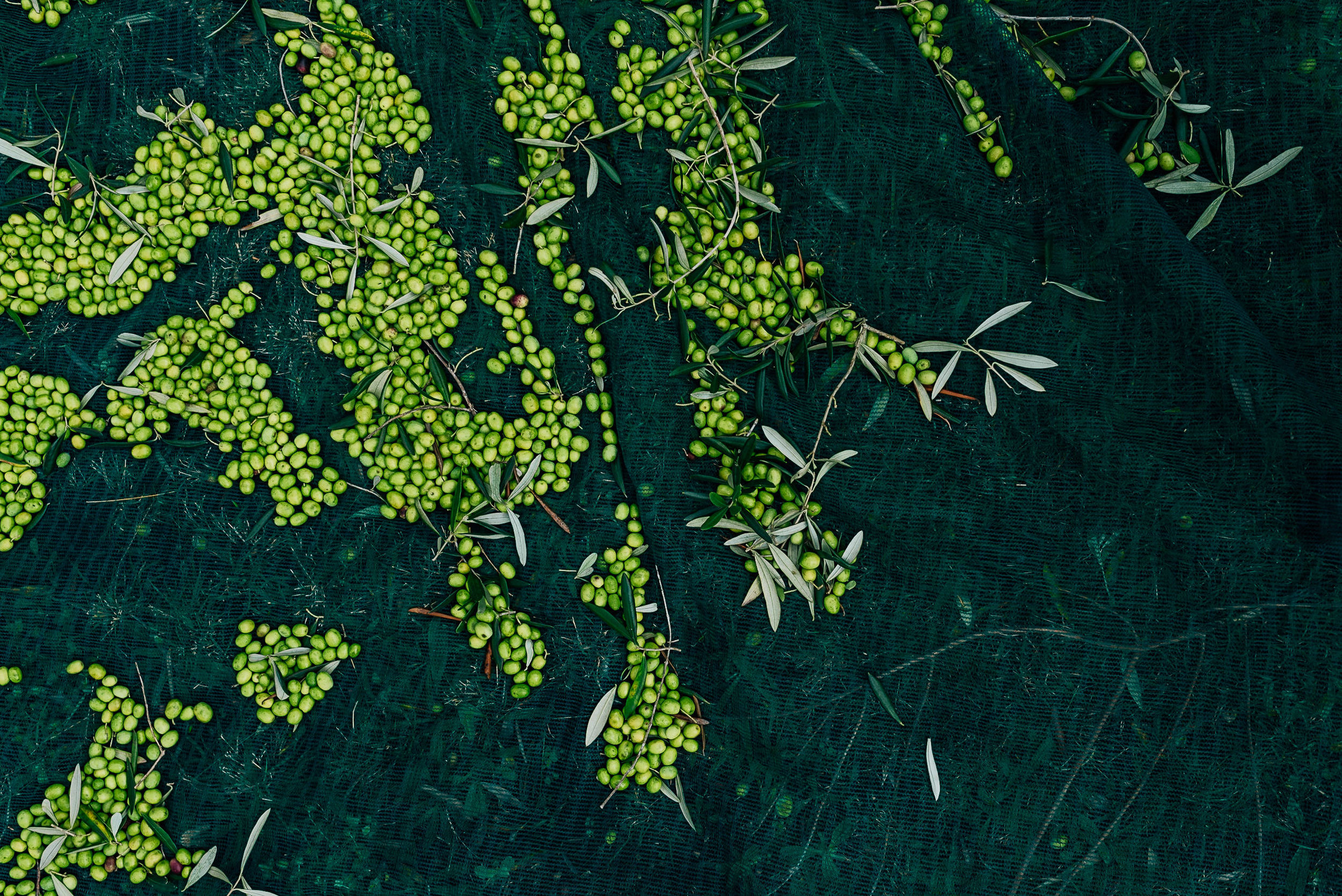 Olive Pick-10.jpg