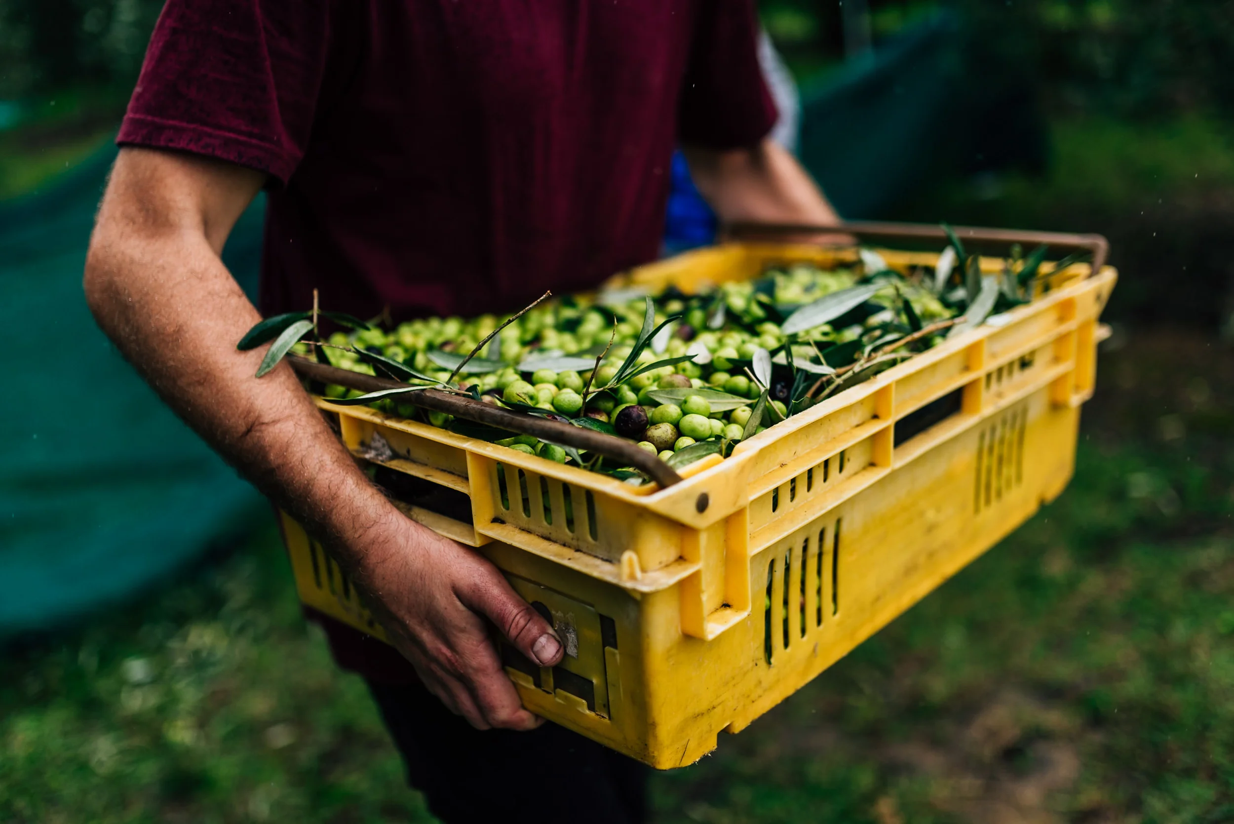 Olive Pick-13.jpg