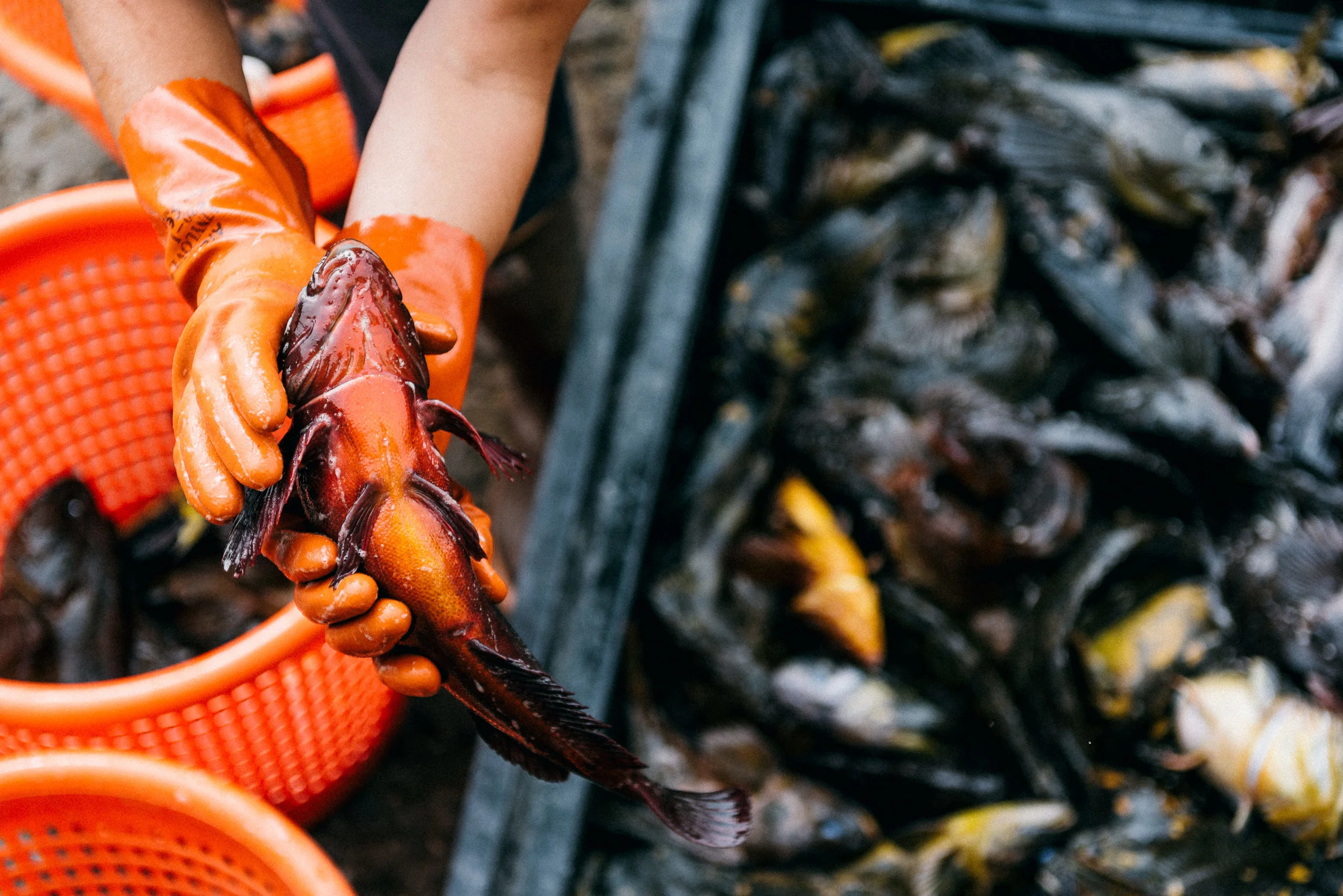 USA 2016 Selects-143.jpg