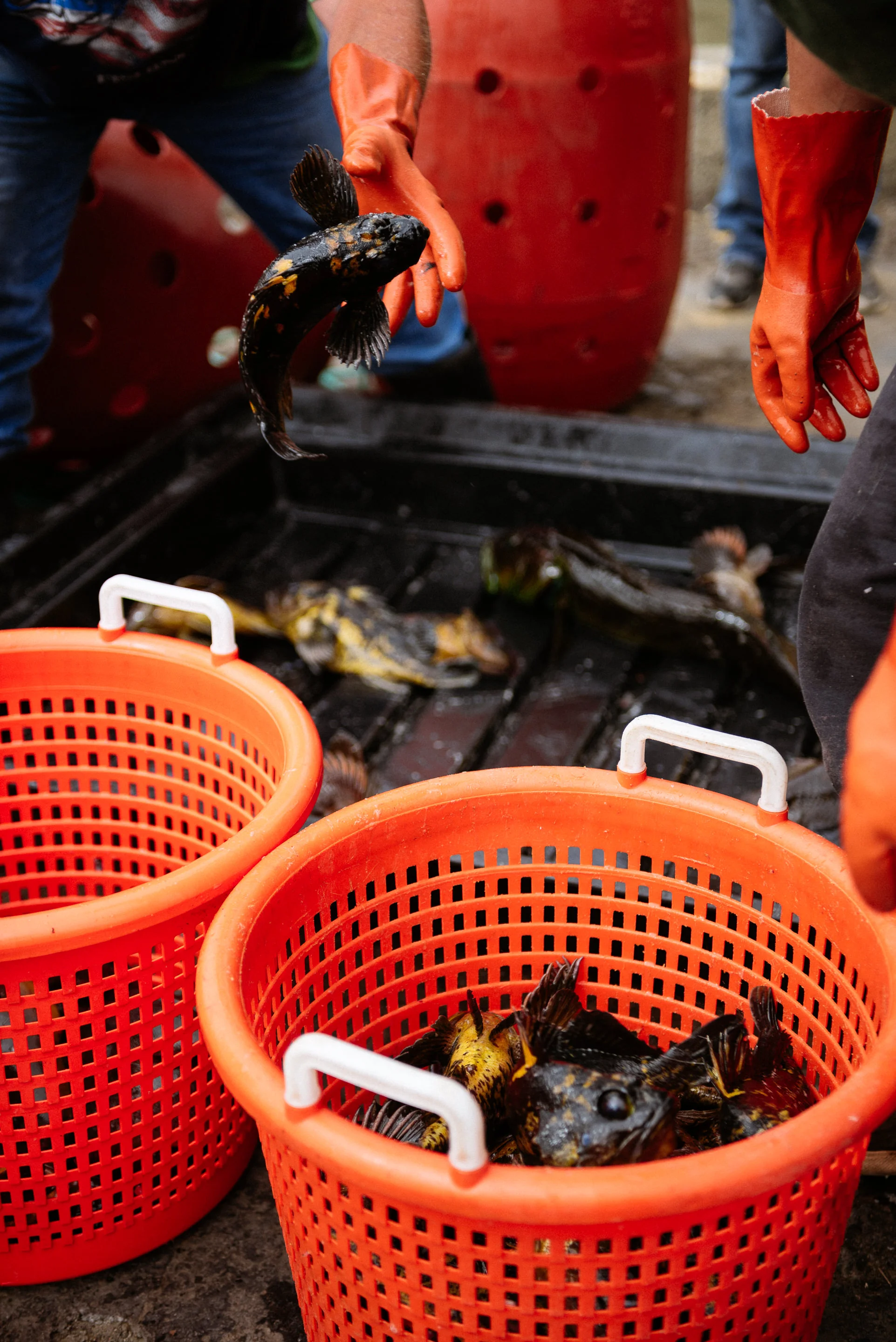 USA 2016 Selects-146.jpg