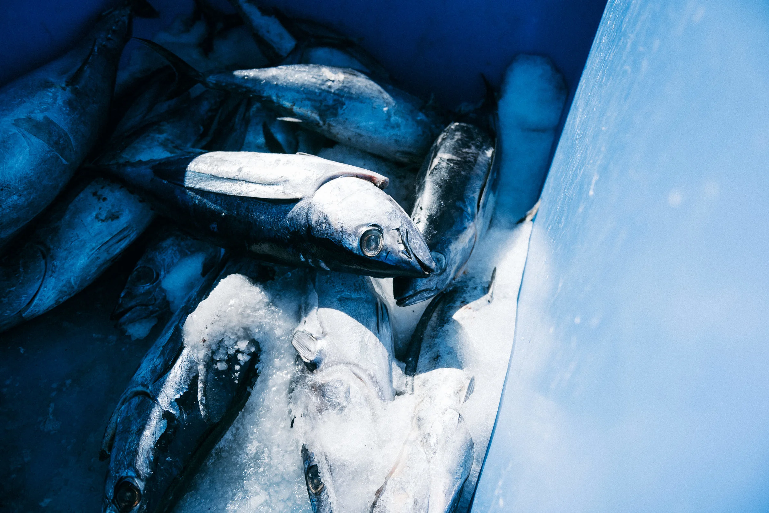 USA 2016 Selects-151.jpg