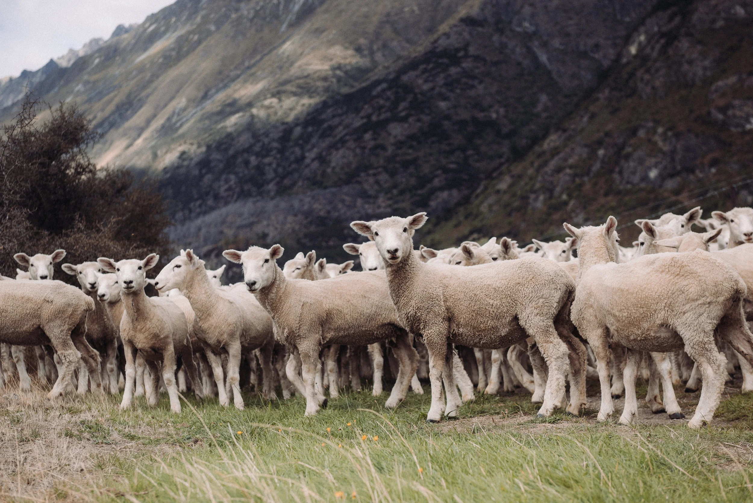 Josh Griggs Auckland Food and Lifestyle Photographer 2018-39.jpg