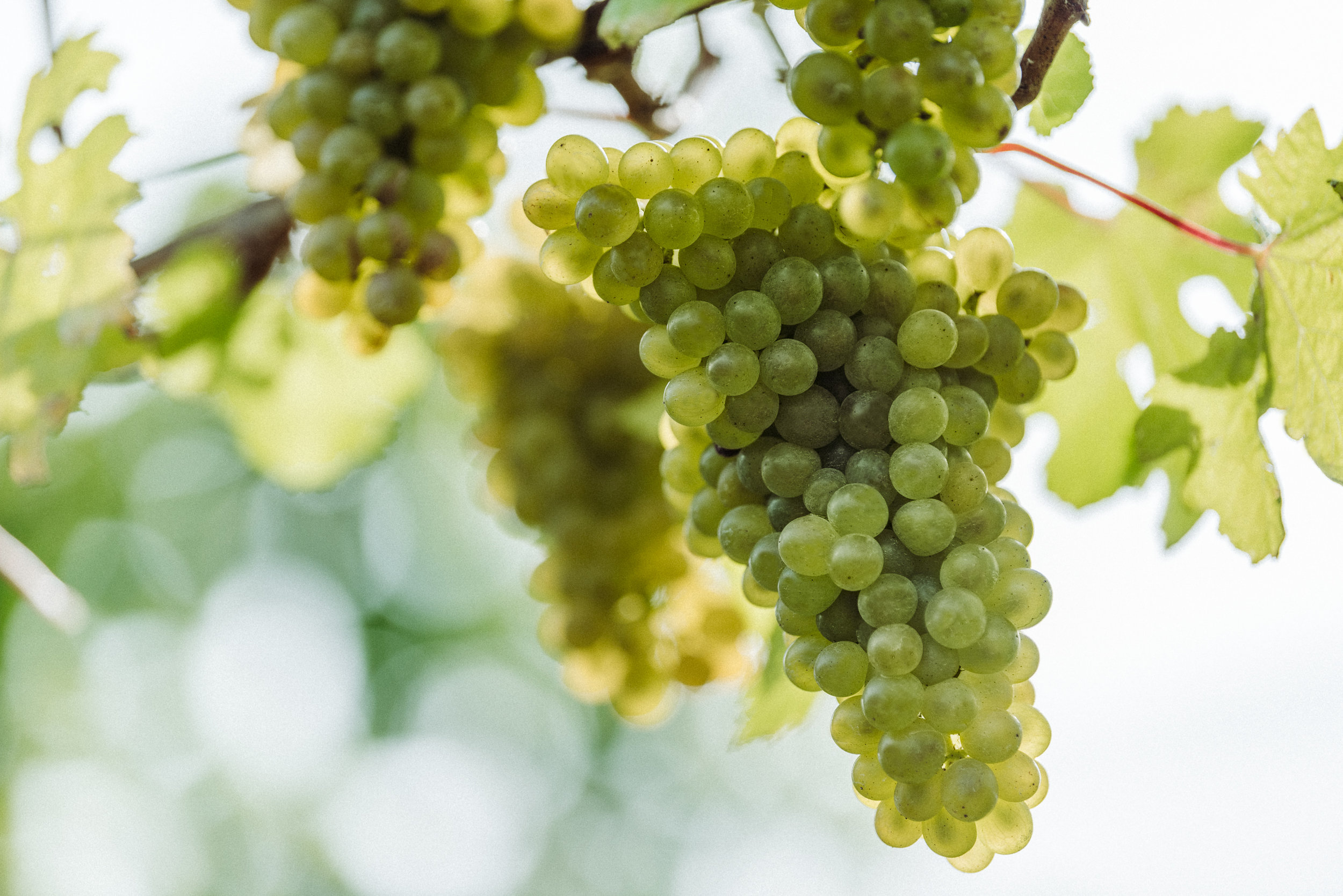 Josh Griggs Auckland Food and Lifestyle Photographer 2018-48.jpg