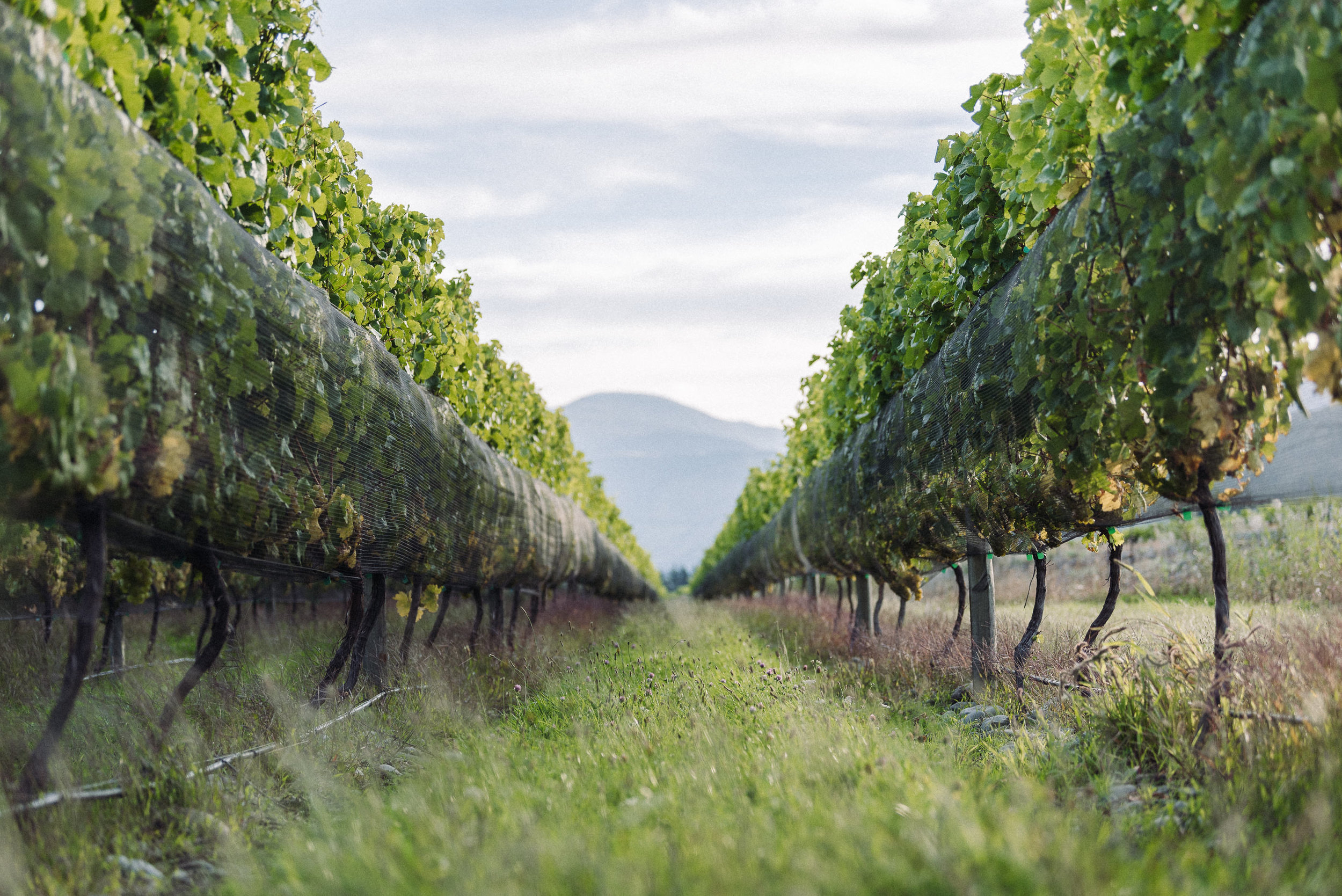 Josh Griggs Auckland Food and Lifestyle Photographer 2018-52.jpg