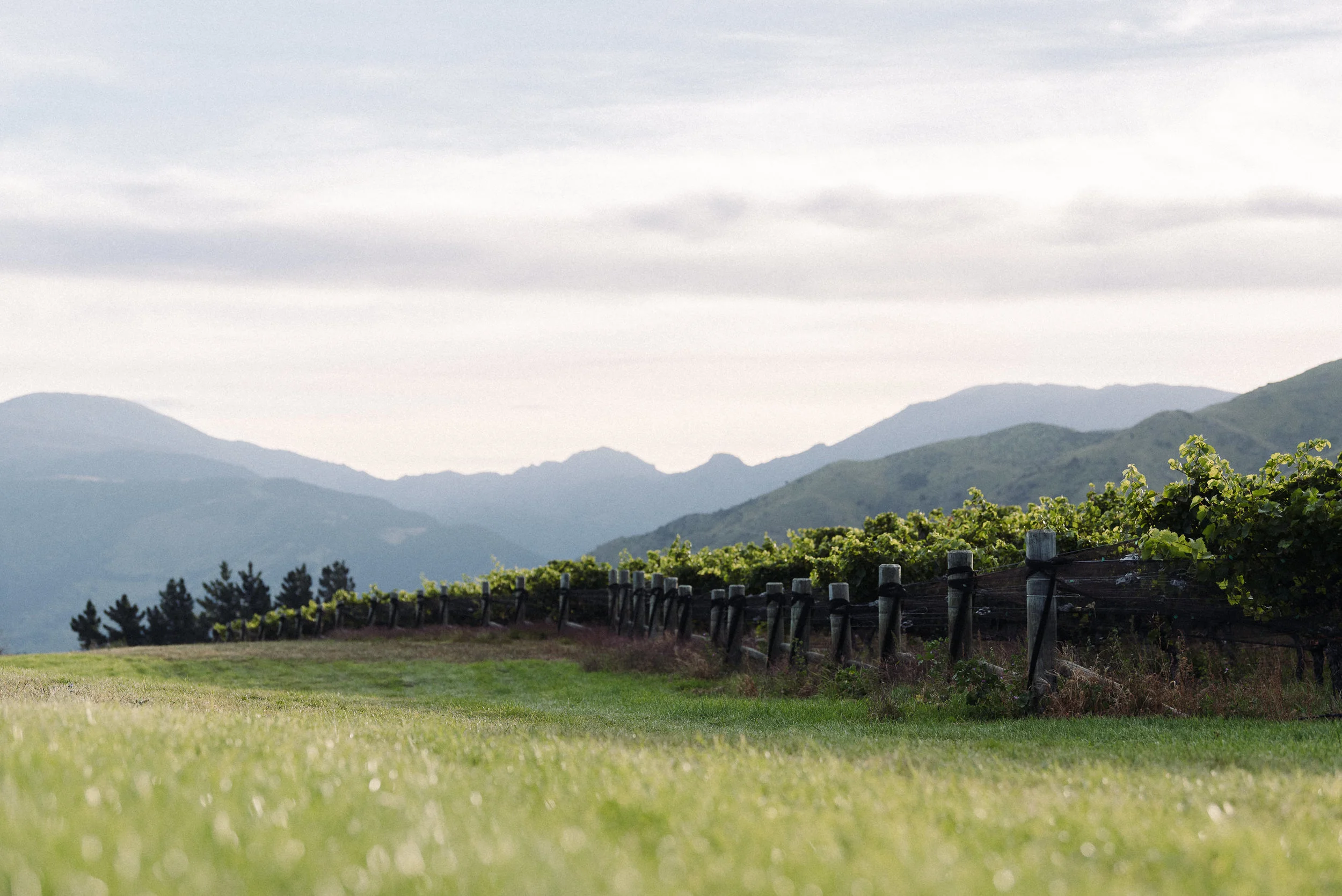 Josh Griggs Auckland Food and Lifestyle Photographer 2018-54.jpg