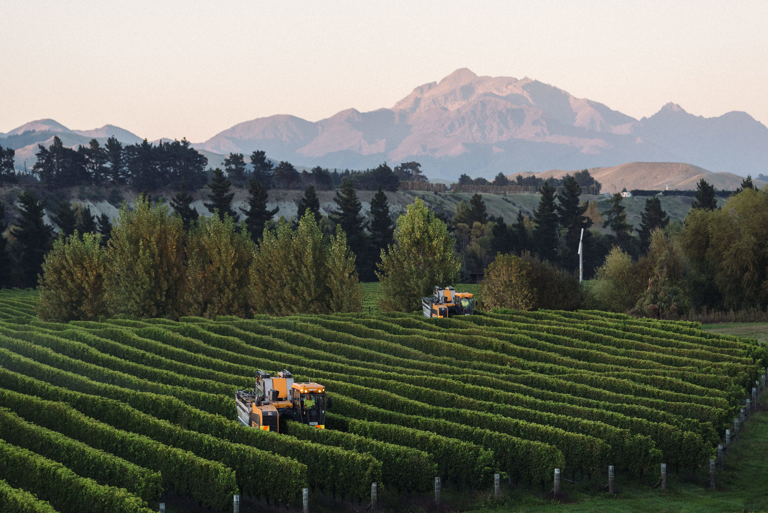 Josh Griggs Auckland Food and Lifestyle Photographer 2018-62.jpg