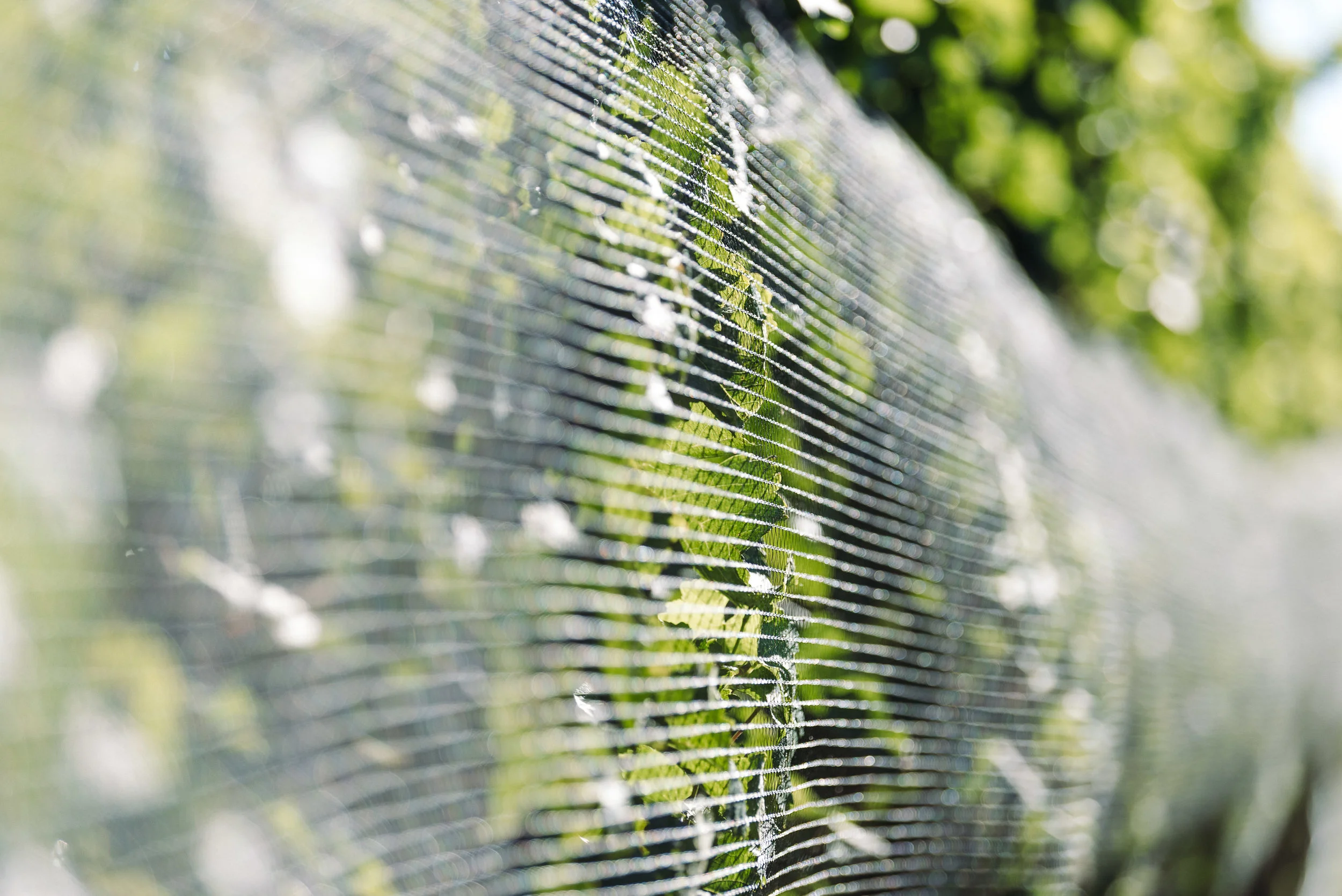 Josh Griggs Auckland Food and Lifestyle Photographer 2018-77.jpg