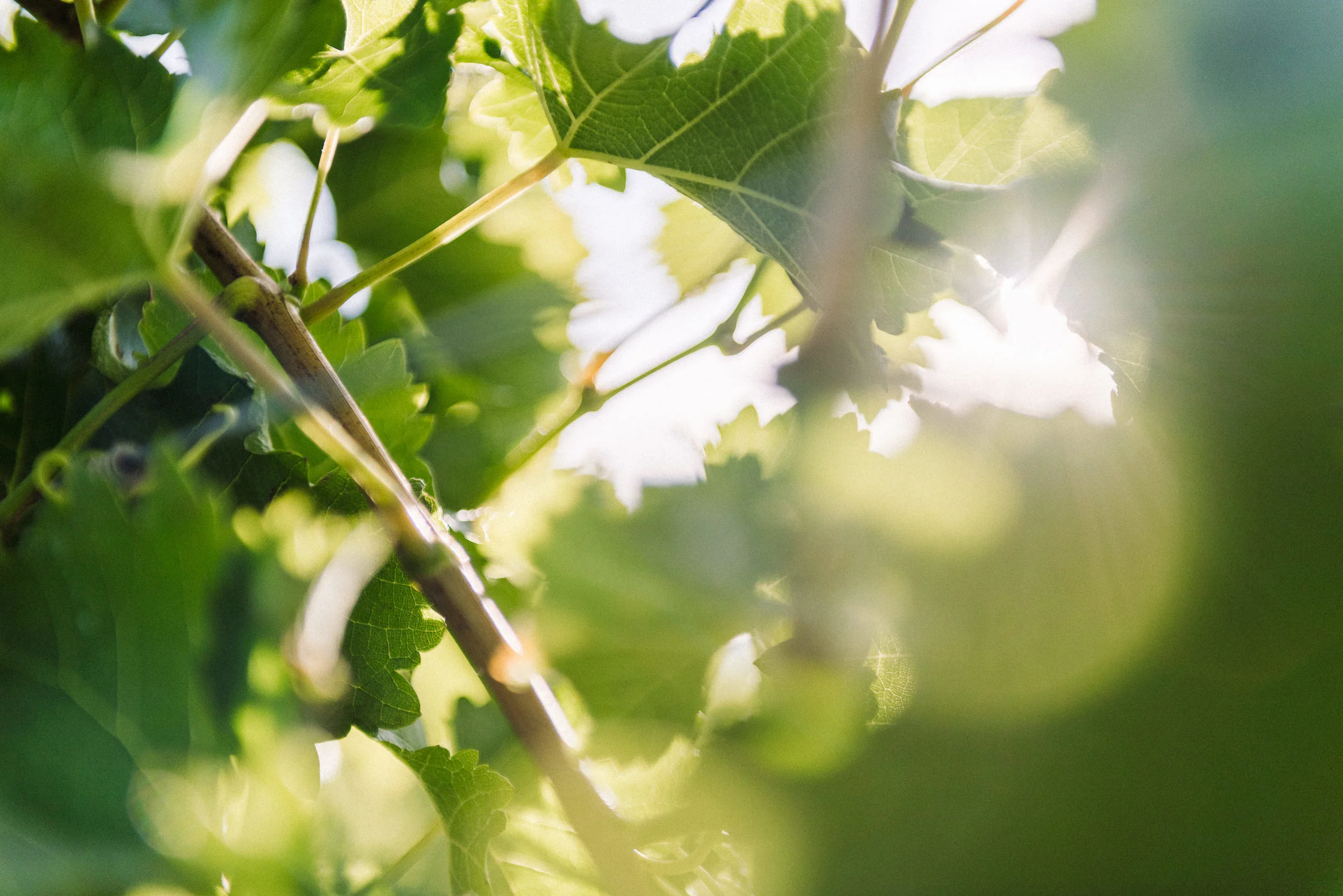 Josh Griggs Auckland Food and Lifestyle Photographer 2018-79.jpg