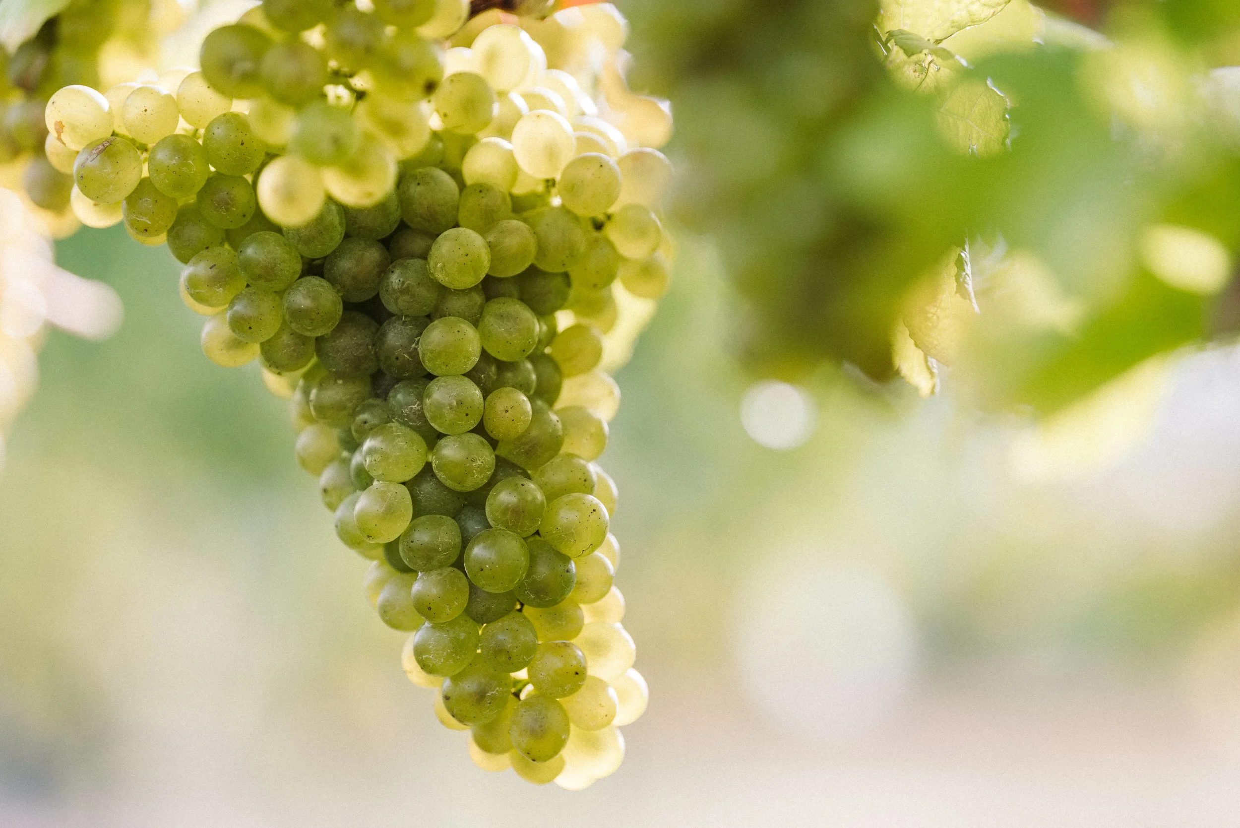 Josh Griggs - TCF Folio Place (26:08:18)7.jpg