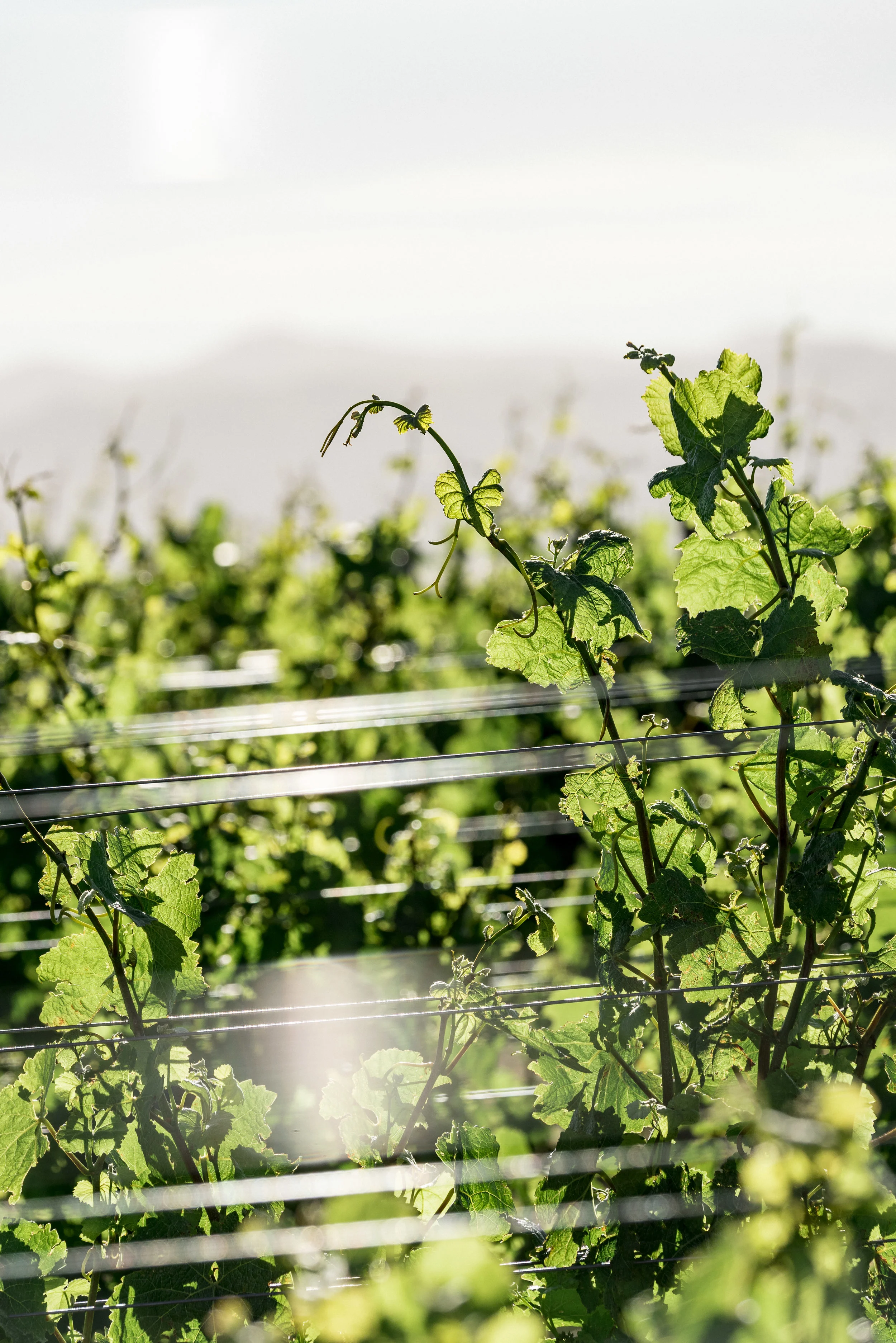 Josh Griggs - TCF Folio Place (26:08:18)17.jpg