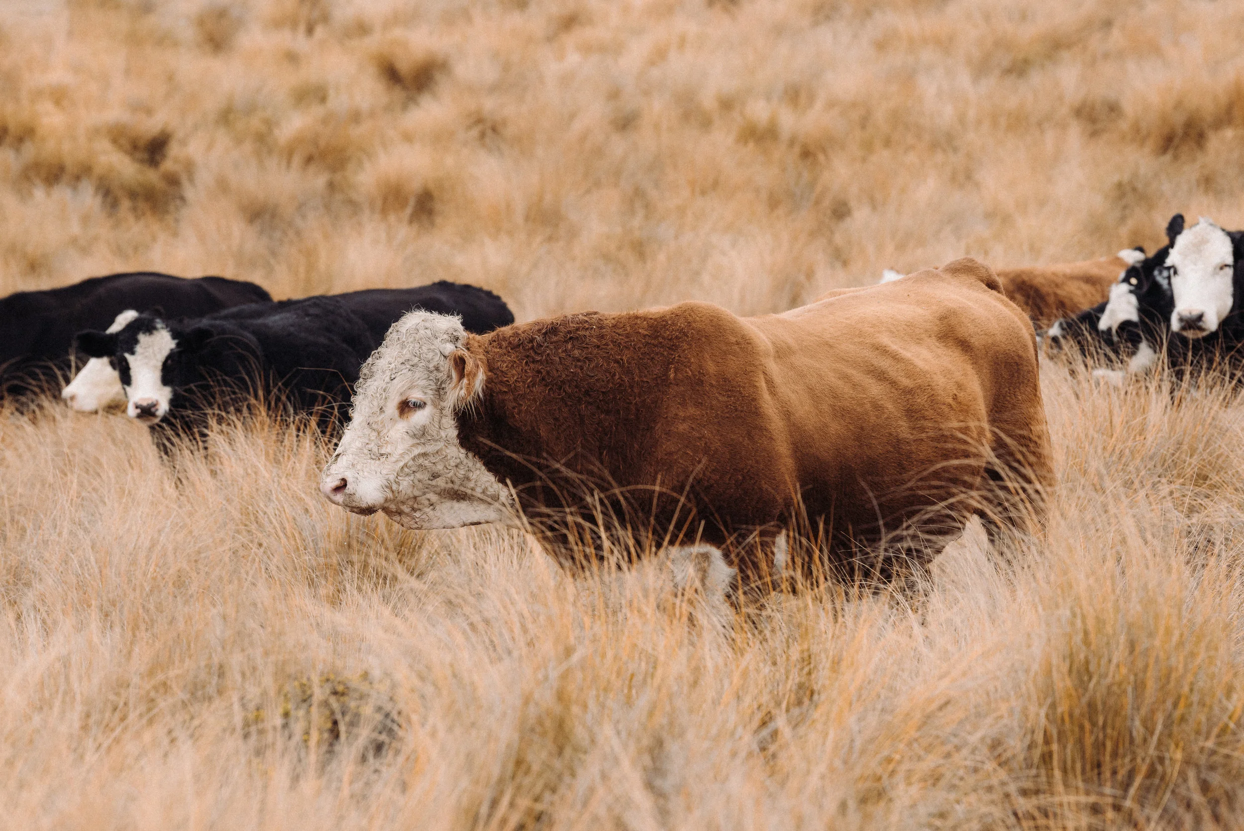 Josh Griggs - TCF Folio Story Conceptual (26:08:18)9.jpg