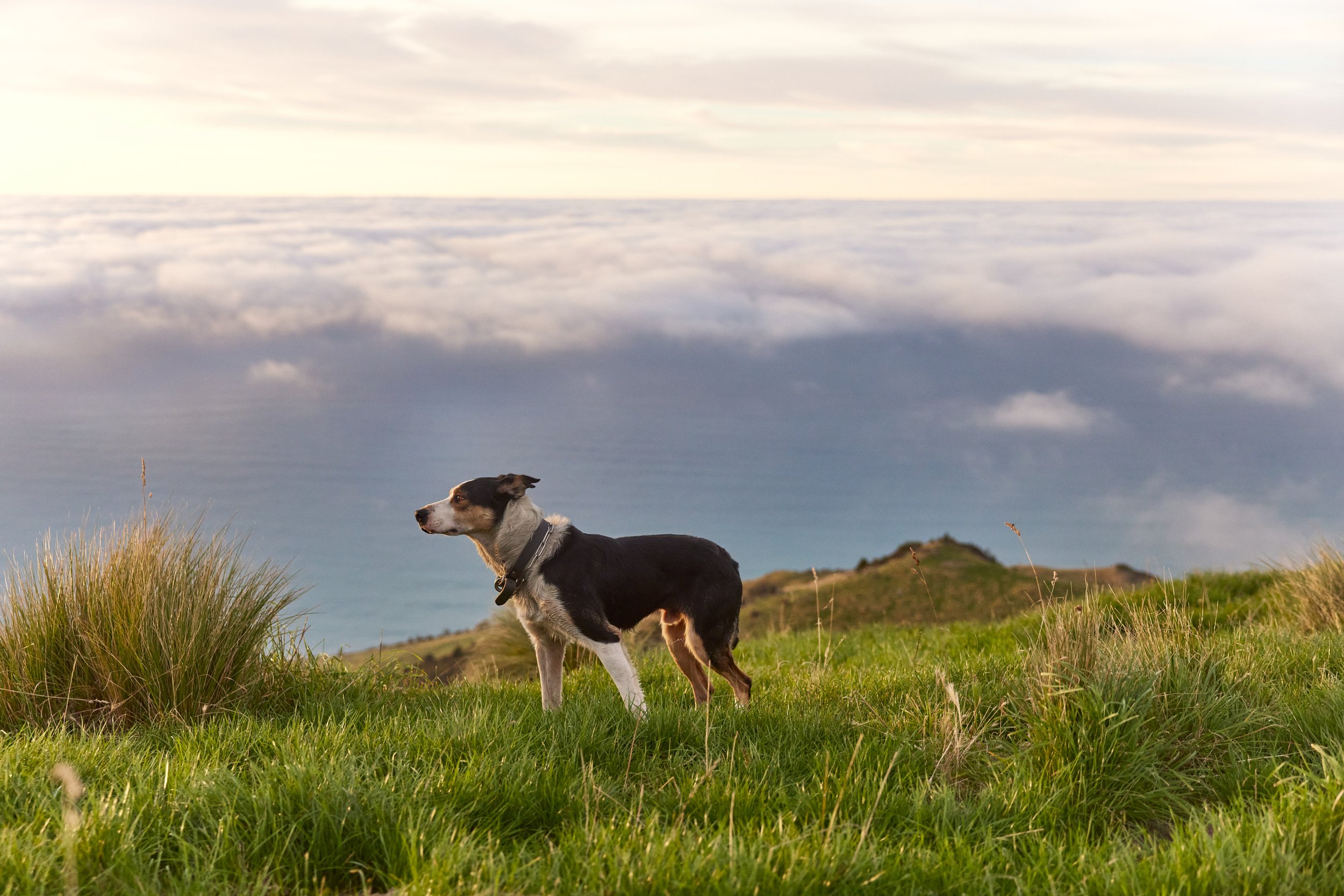 Silver Fern Farms - Net Carbon Zero April (Final Selects JPEG)-81.jpg