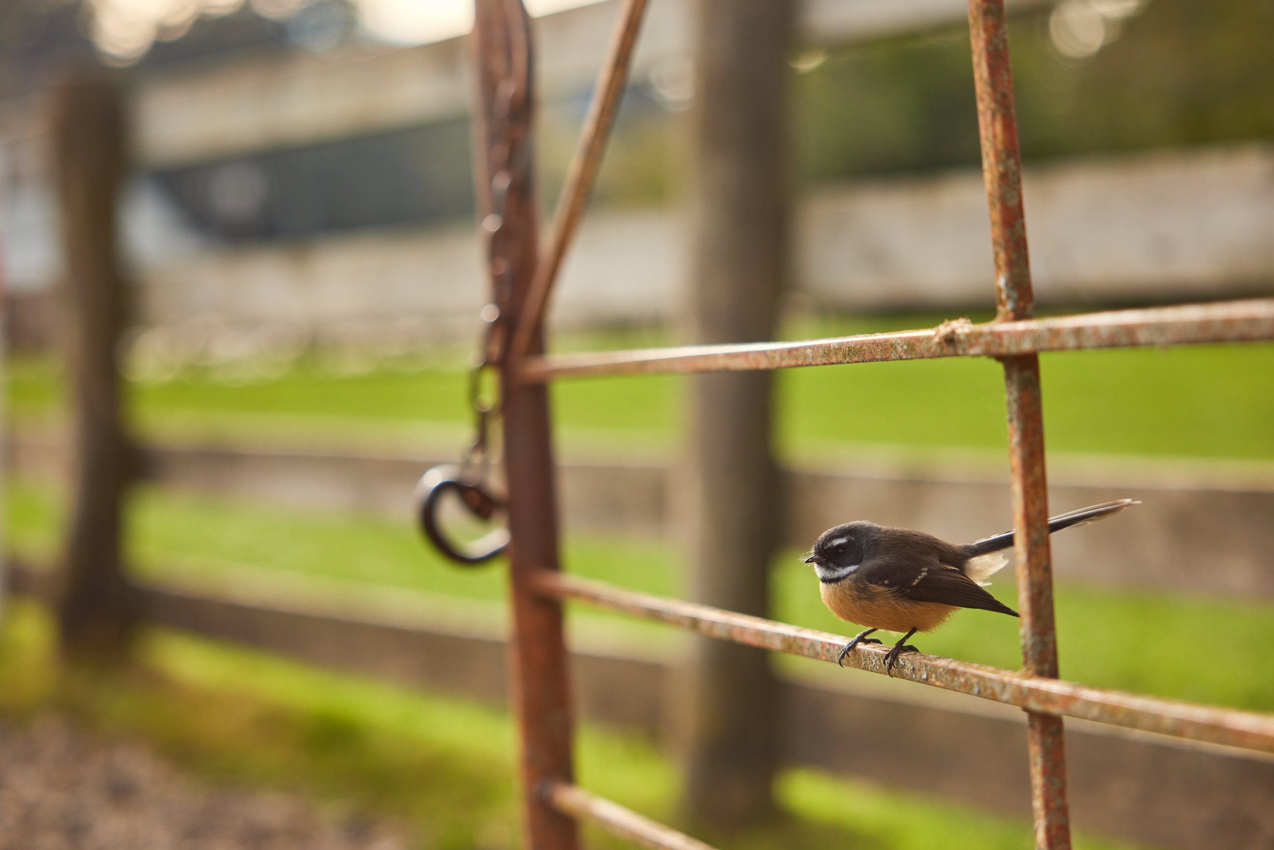 Silver Fern Farms New Zealand 14.jpg