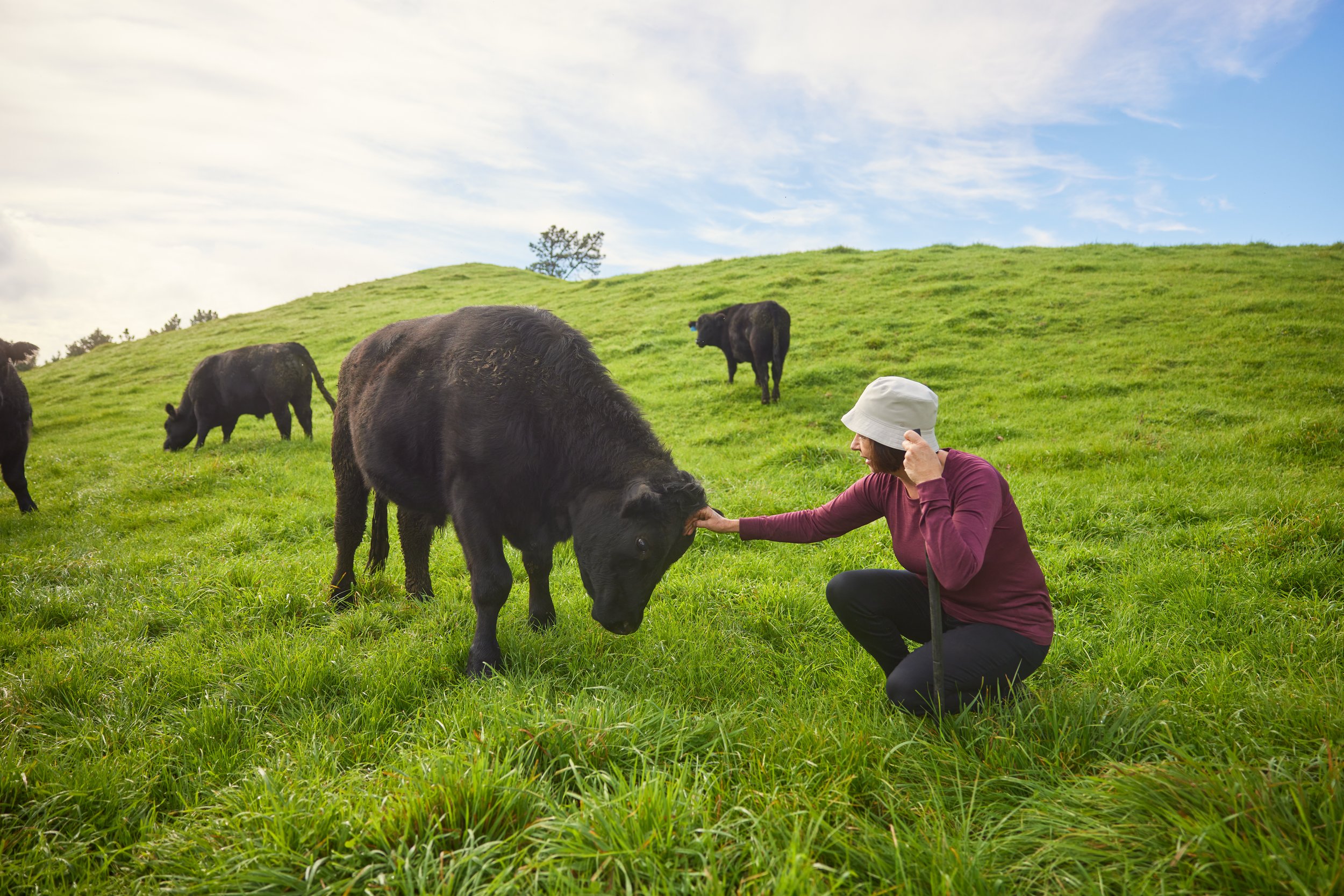 Silver Fern Farms New Zealand 16.jpg