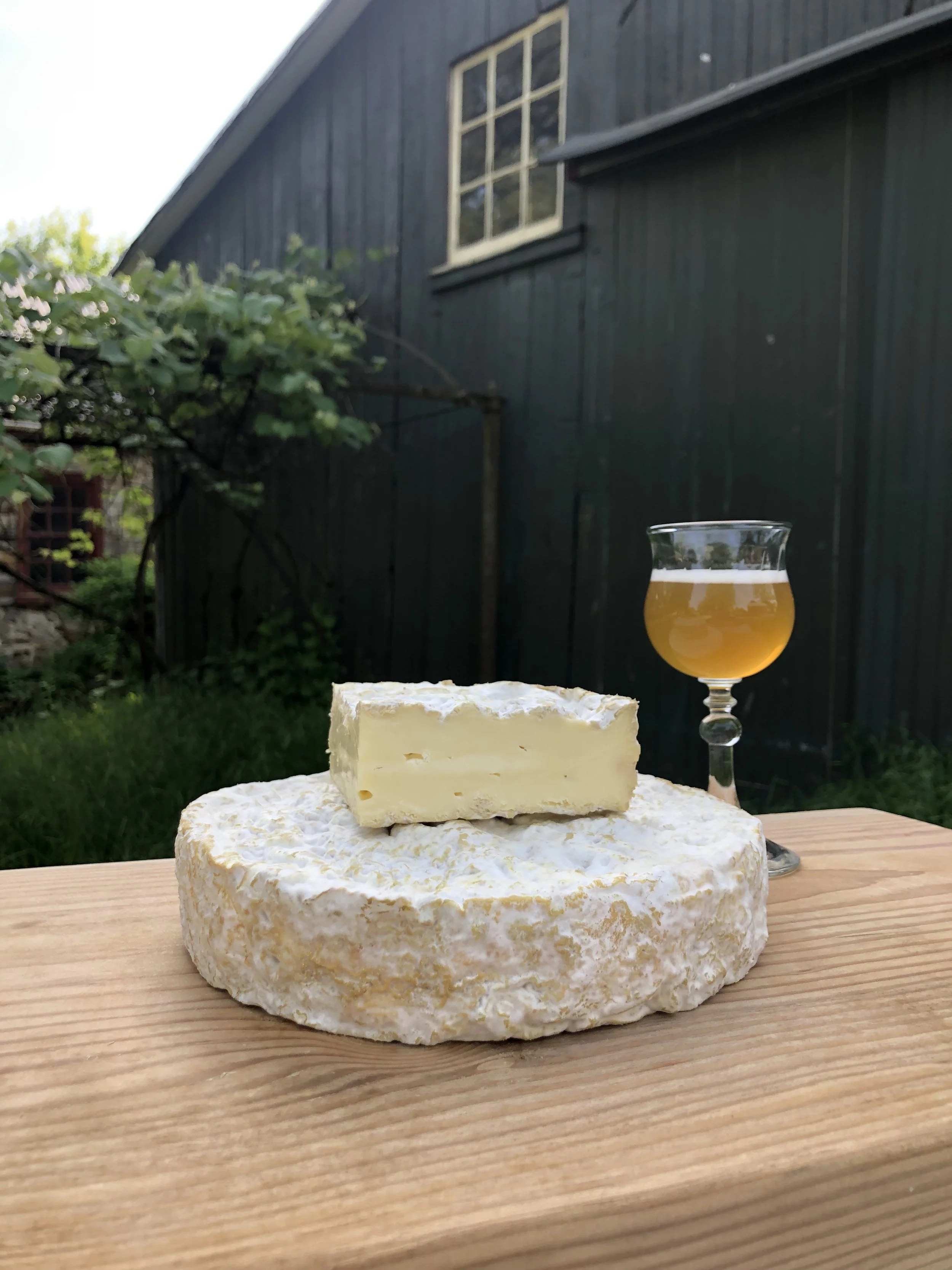 Thistle, a golden soft-ripened camembert-style cheese with buttery, mushroom aromas, from Valley Milkhouse Creamery