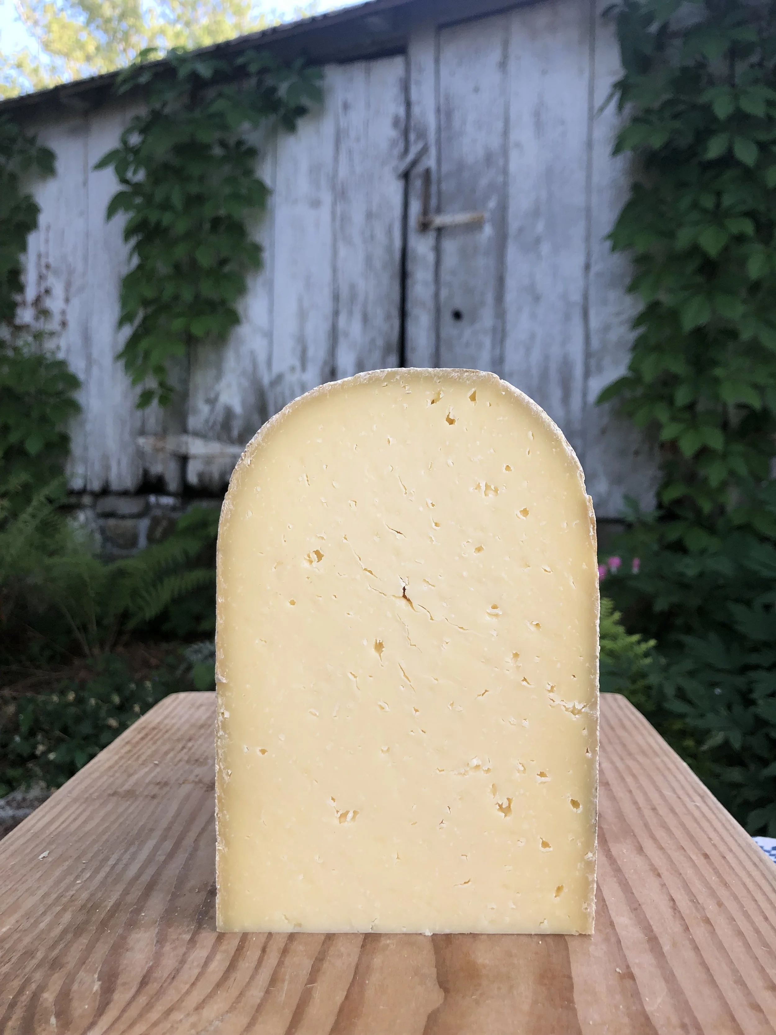 Marigold, a semi-firm alpine-style tomme aged 3-4 months with buttery, nutty flavor, from Valley Milkhouse Creamery