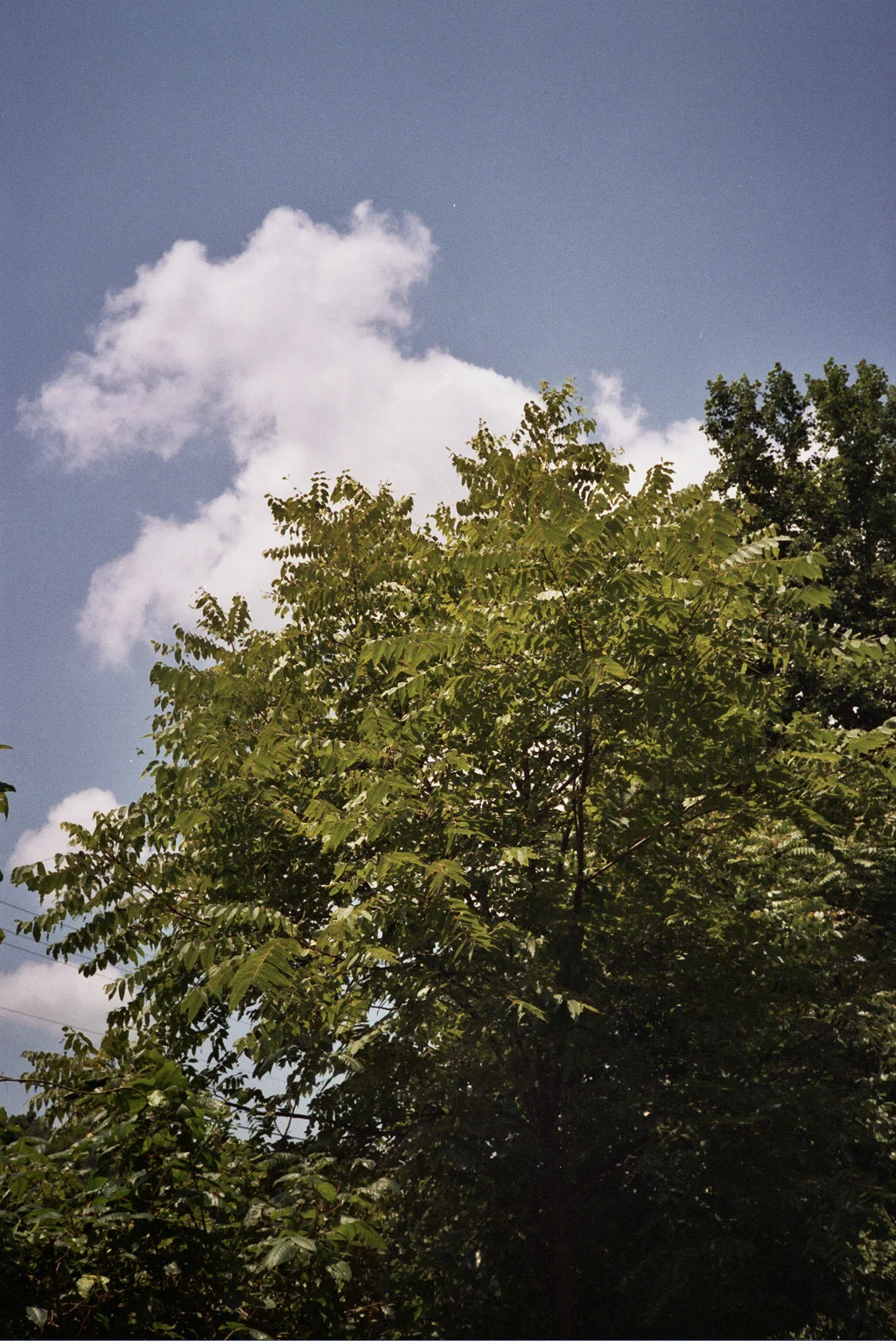 lexington