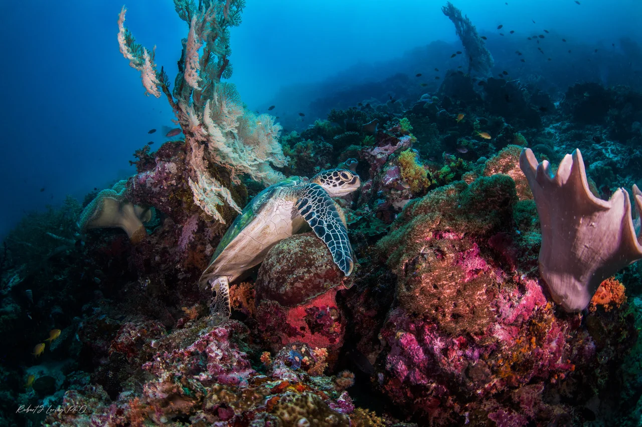 6-Green sea turtle.jpeg
