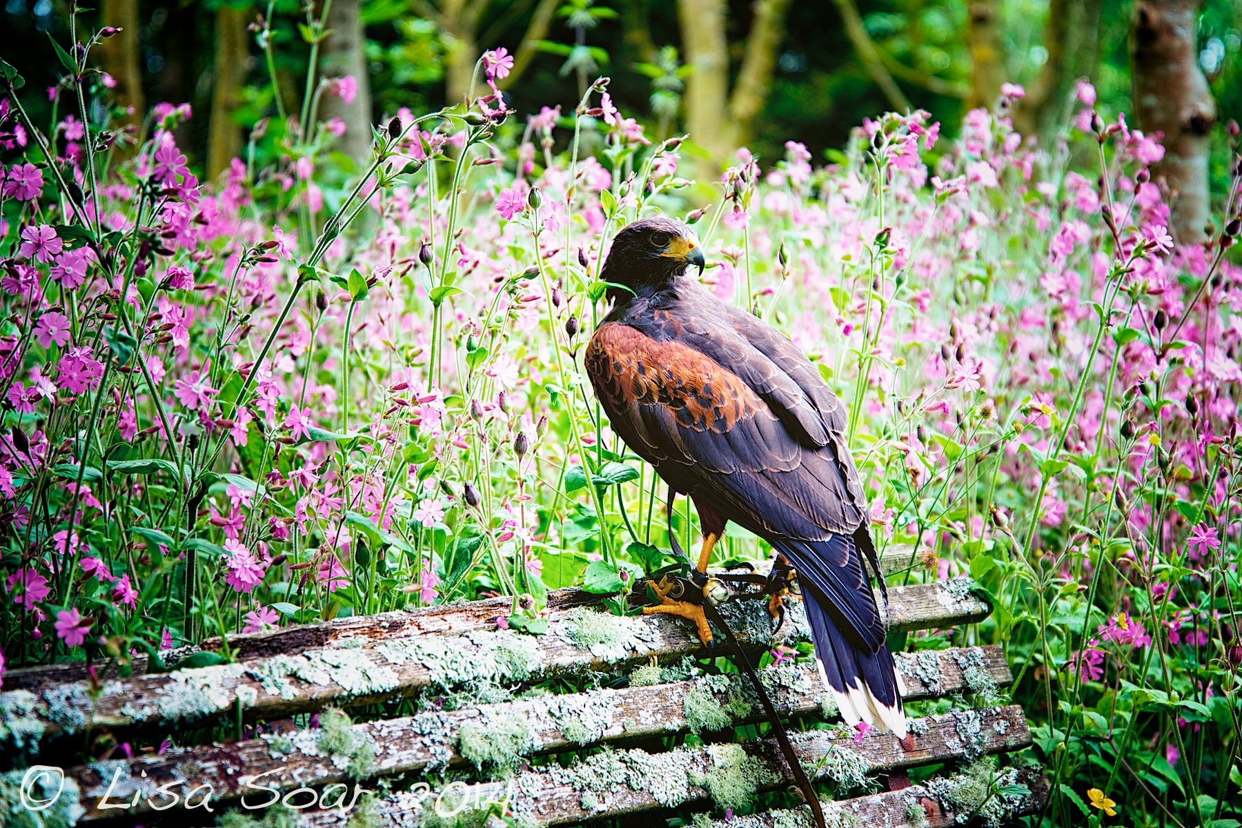 WalkingwithHawks 82.jpg